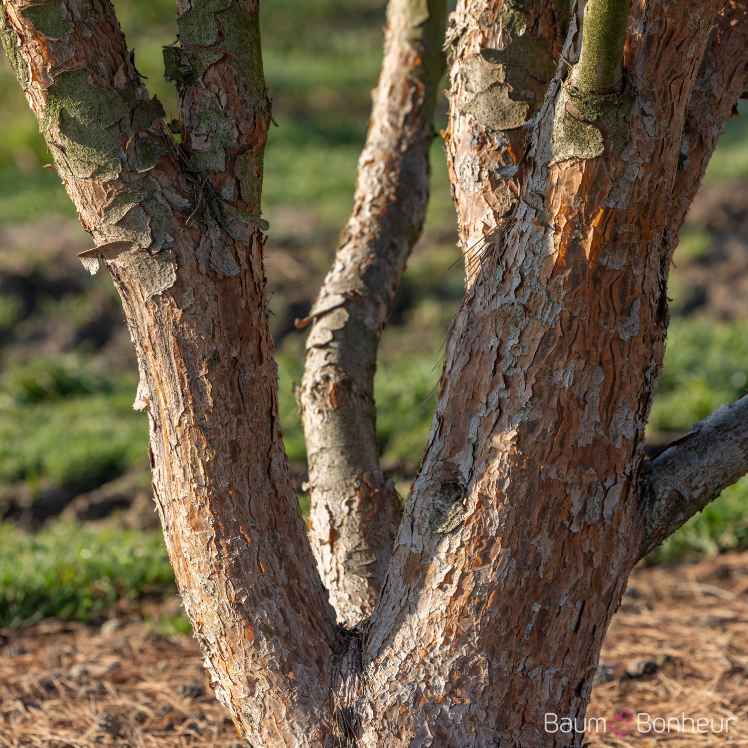 Pinus densiflora 'Umbraculifera'