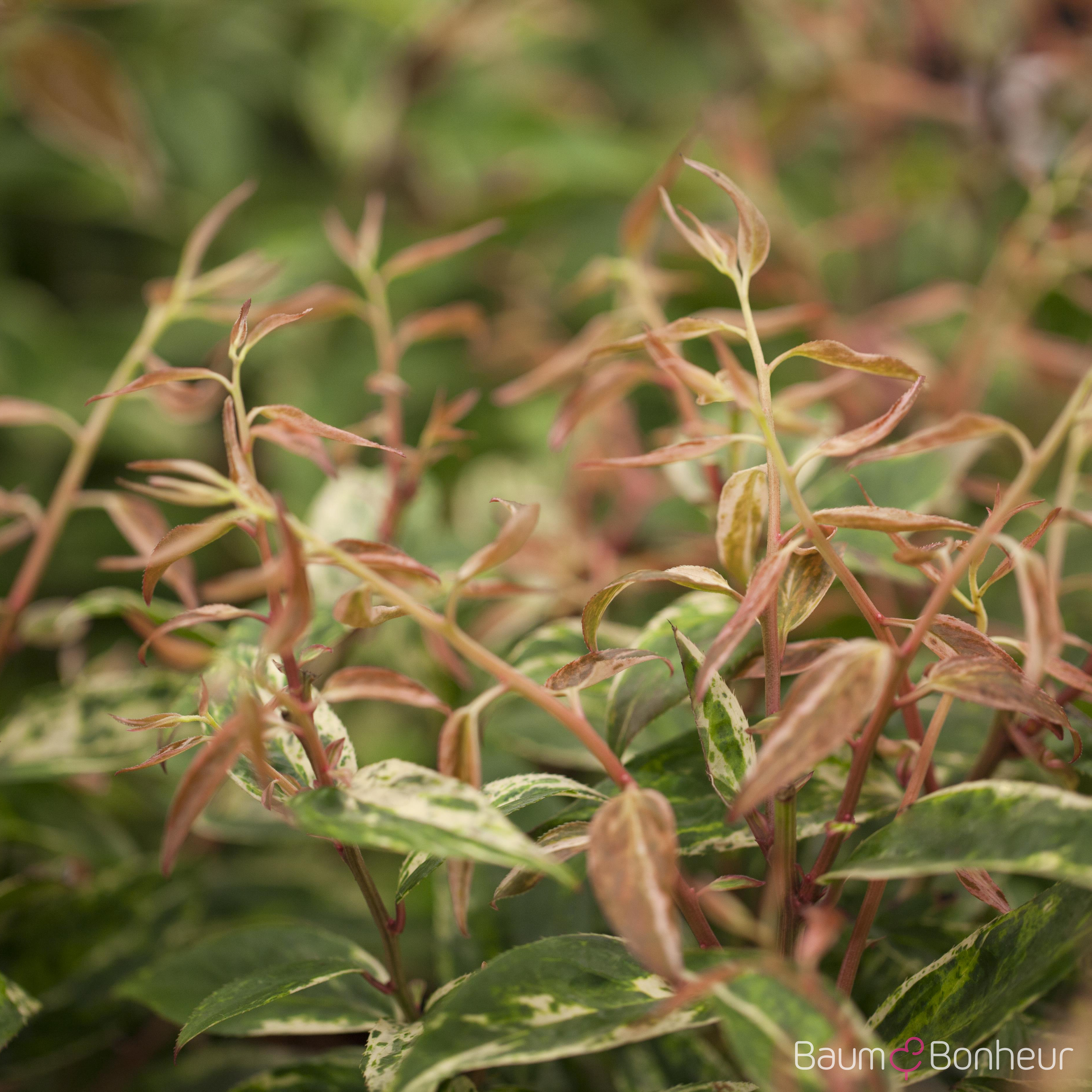 Leucothoe fontanesiana