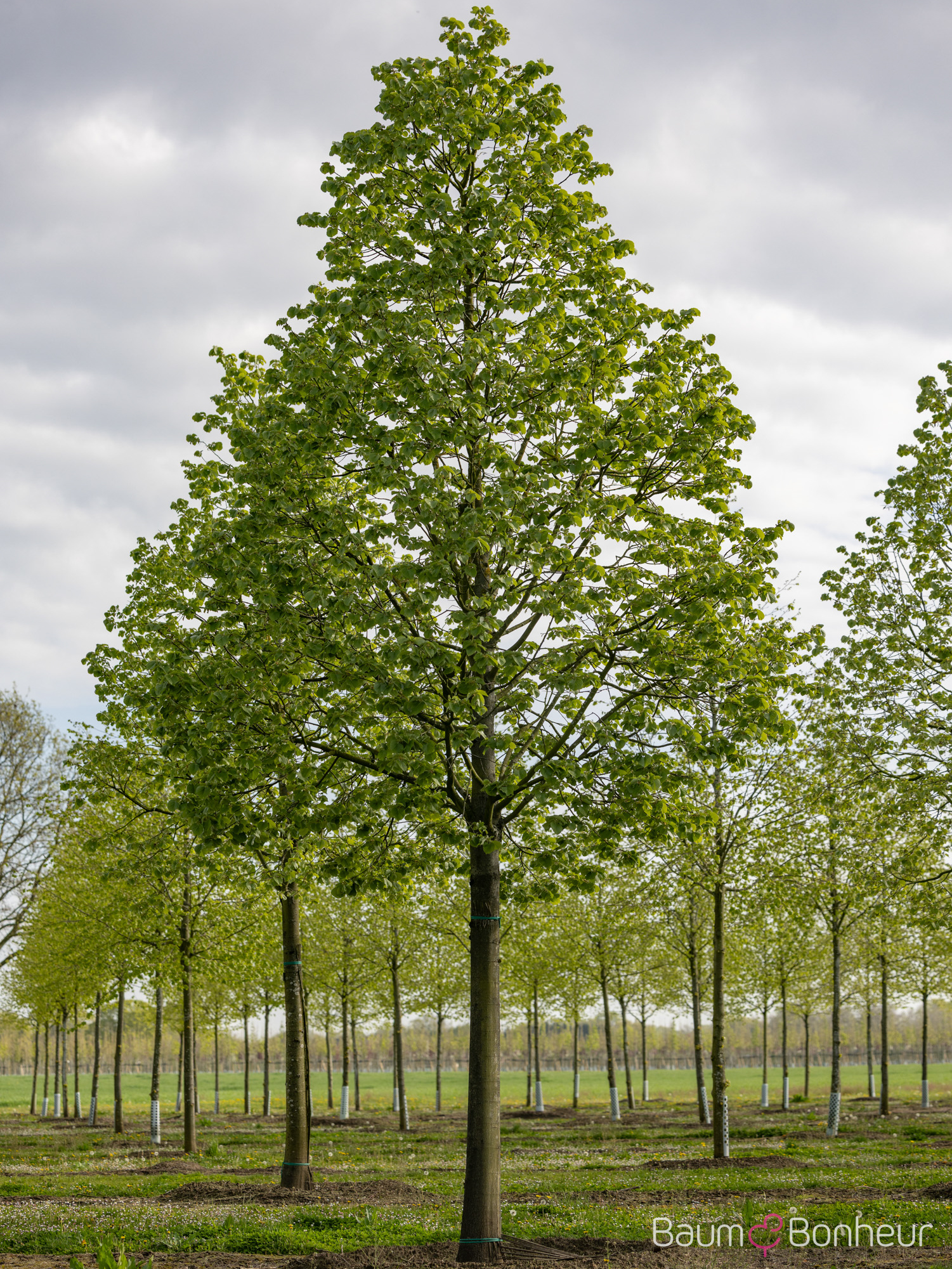 Tilia tomentosa 'Brabant'