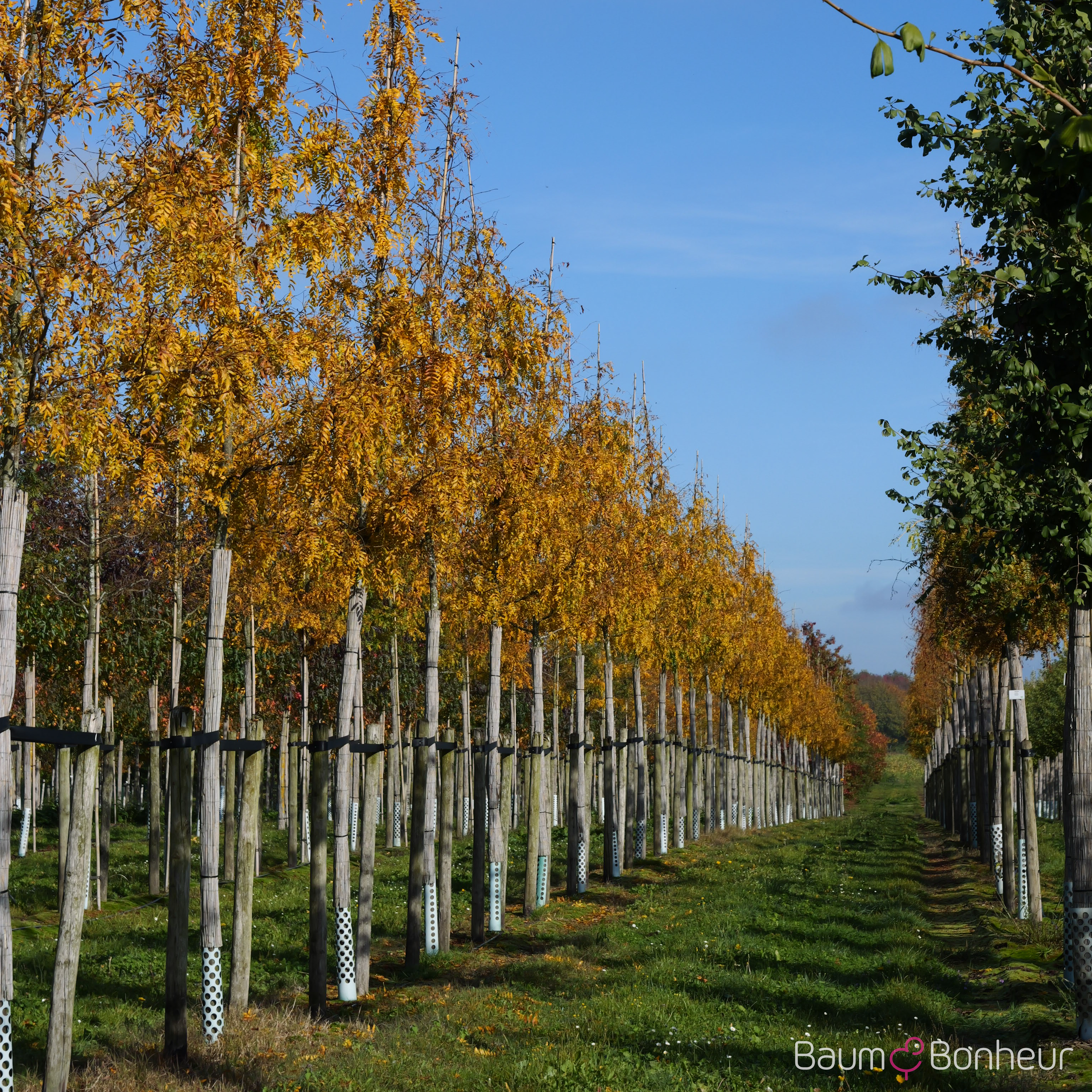 Gleditsia triacanthos 'Shademaster'