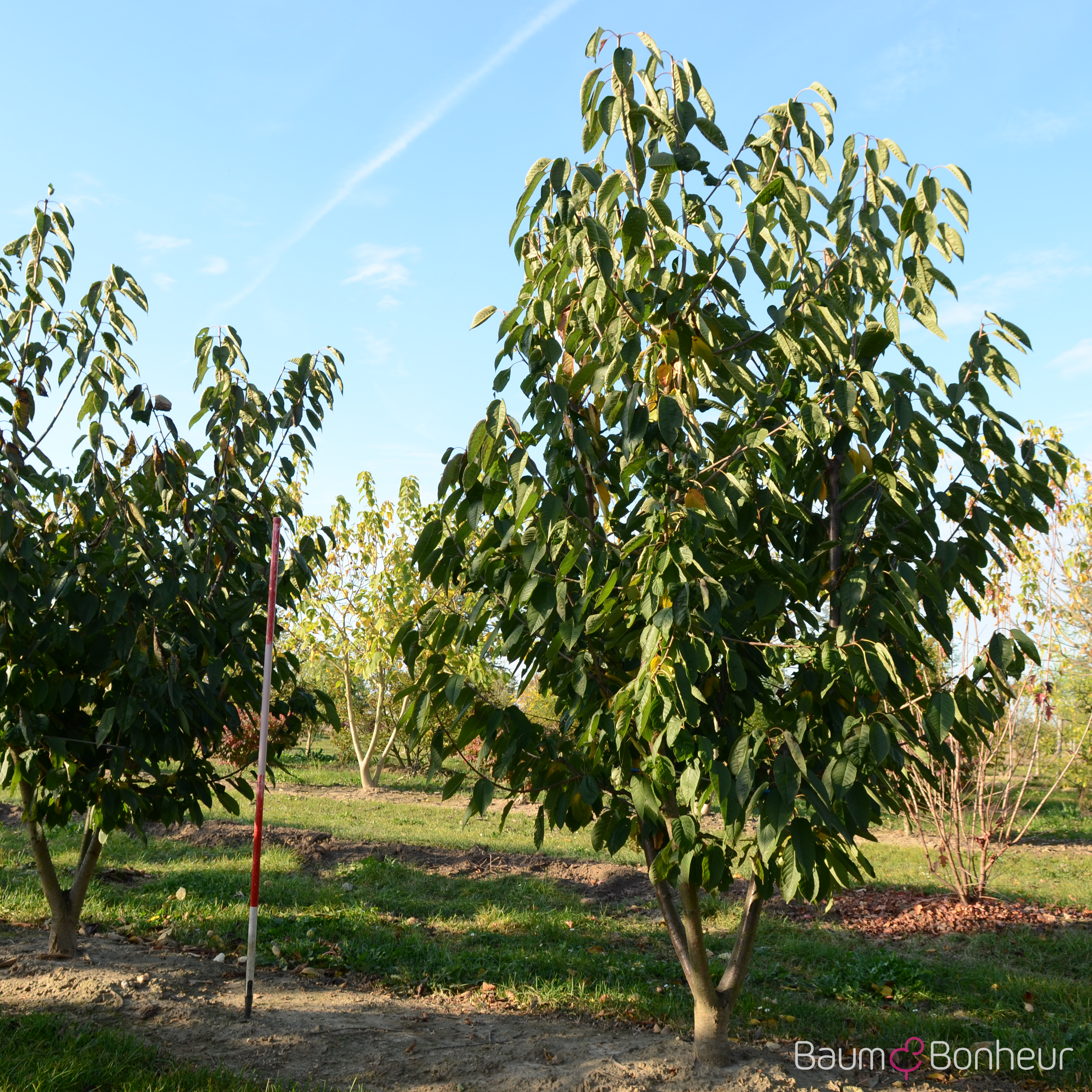 Prunus av. 'Schneiders Späte Knorpel'