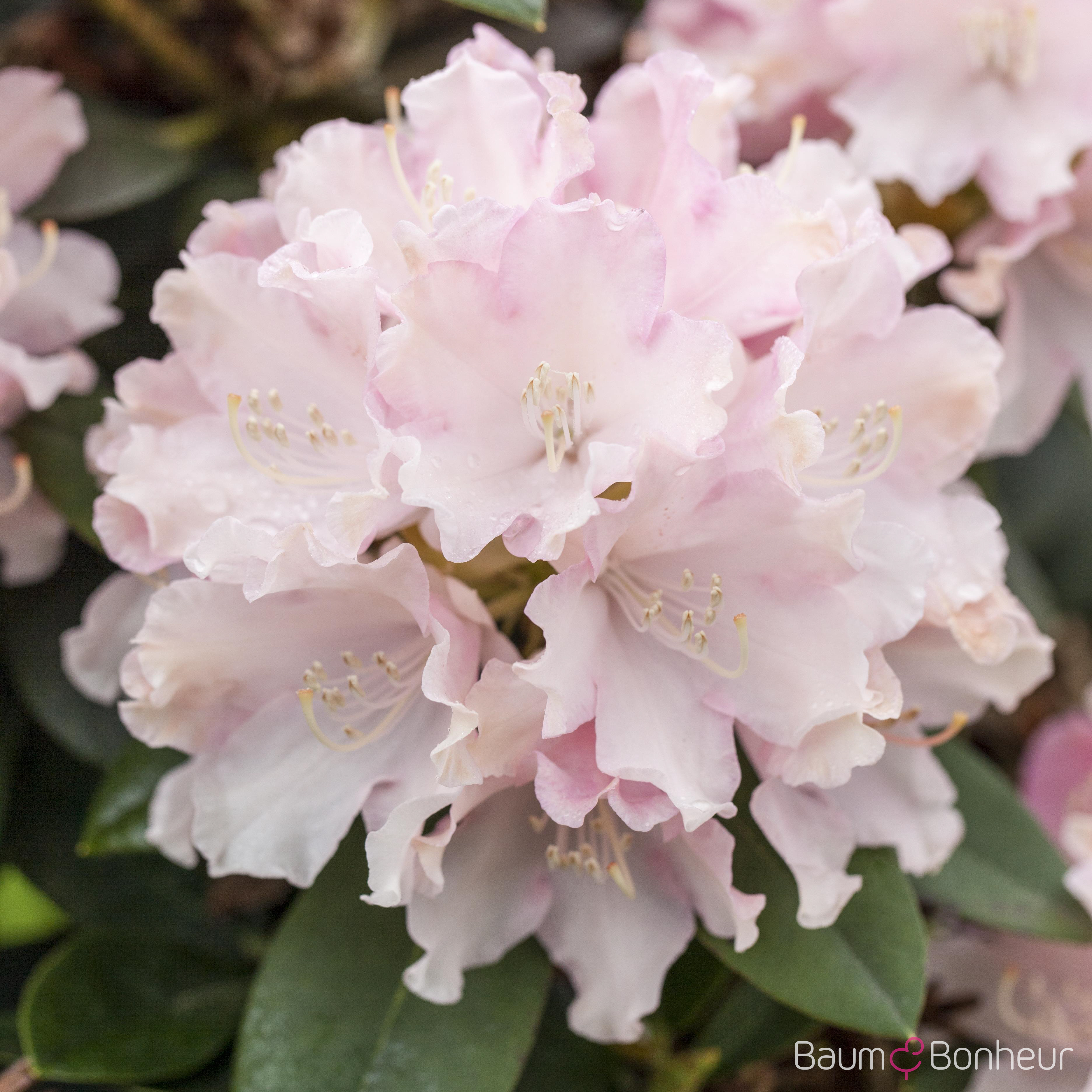 Rhododendron yakushimanum 'Schneekrone'