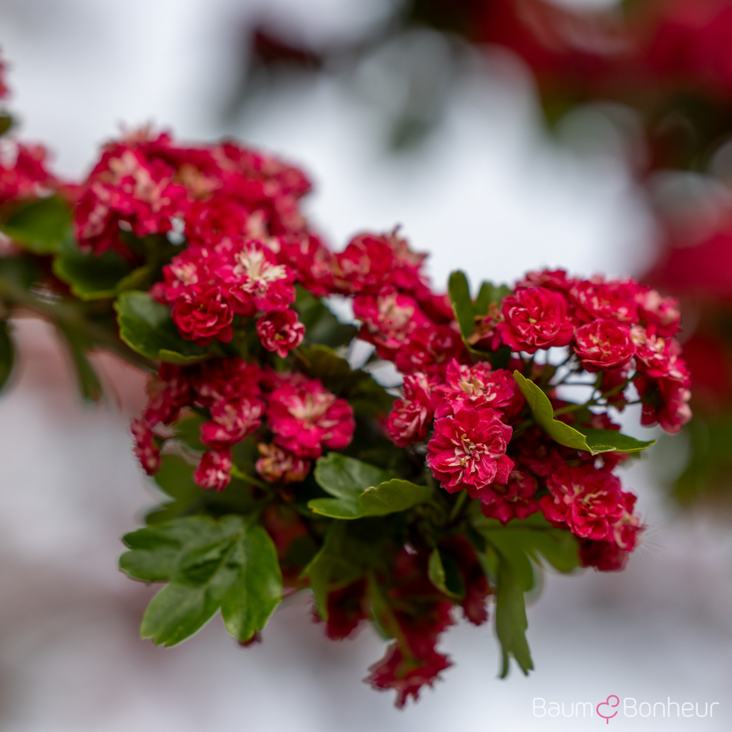 Crataegus laevigata 'Paul's Scarlet'