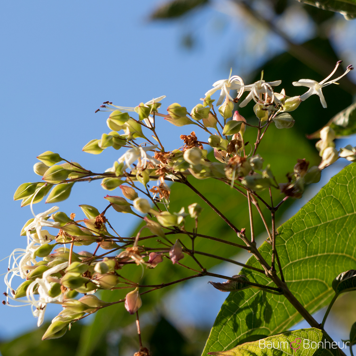 Clerodendrum trichotomum var. fargesii
