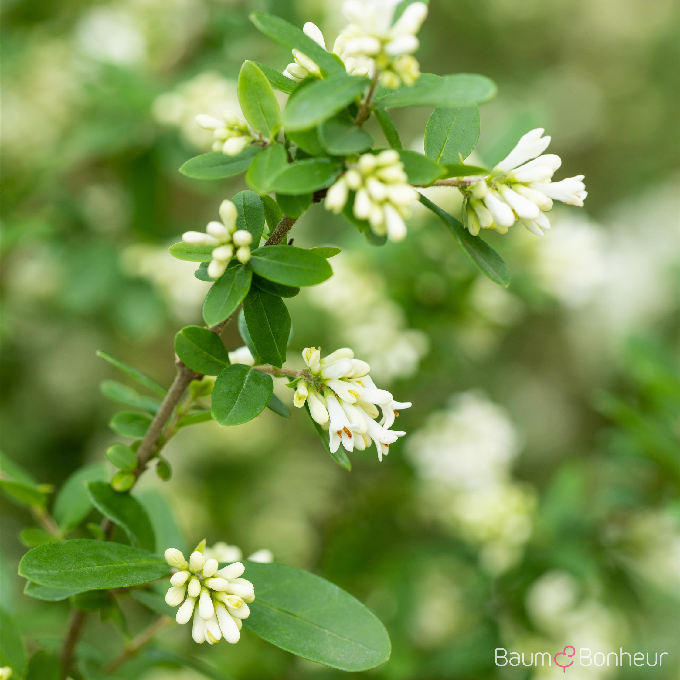 Ligustrum obtusifolium var. regelianum