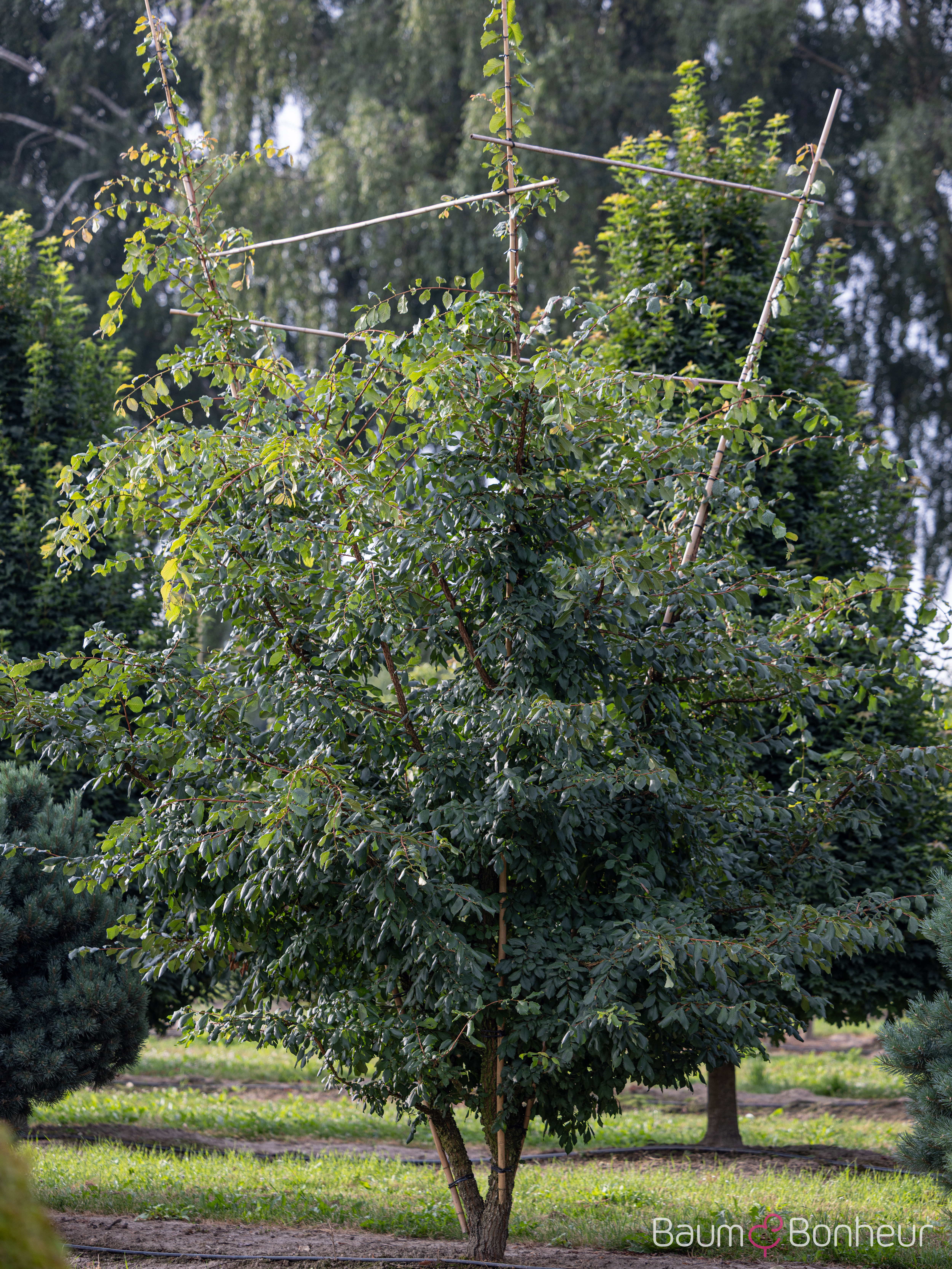 Ulmus minor 'Supercork'