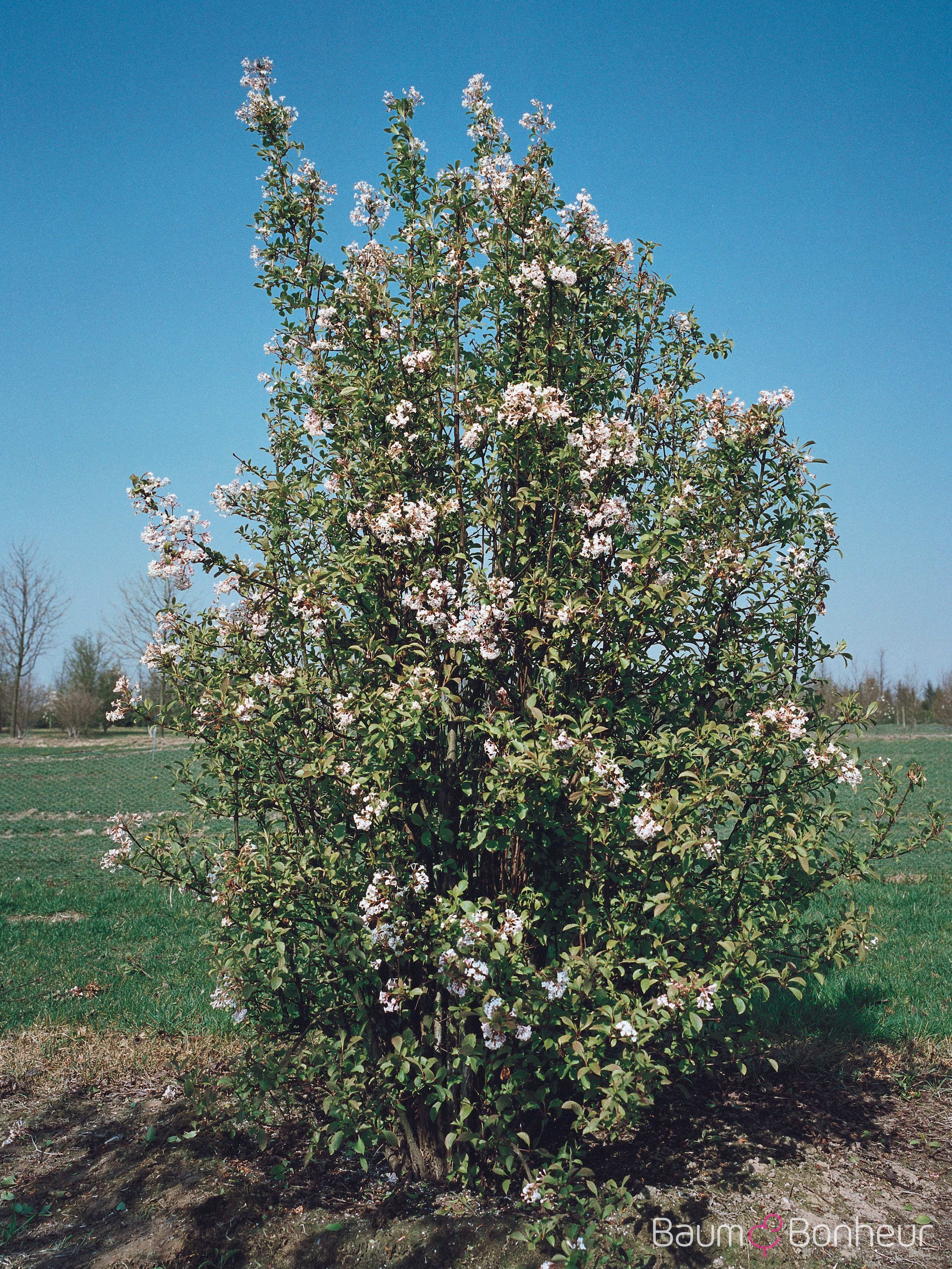 Viburnum farreri