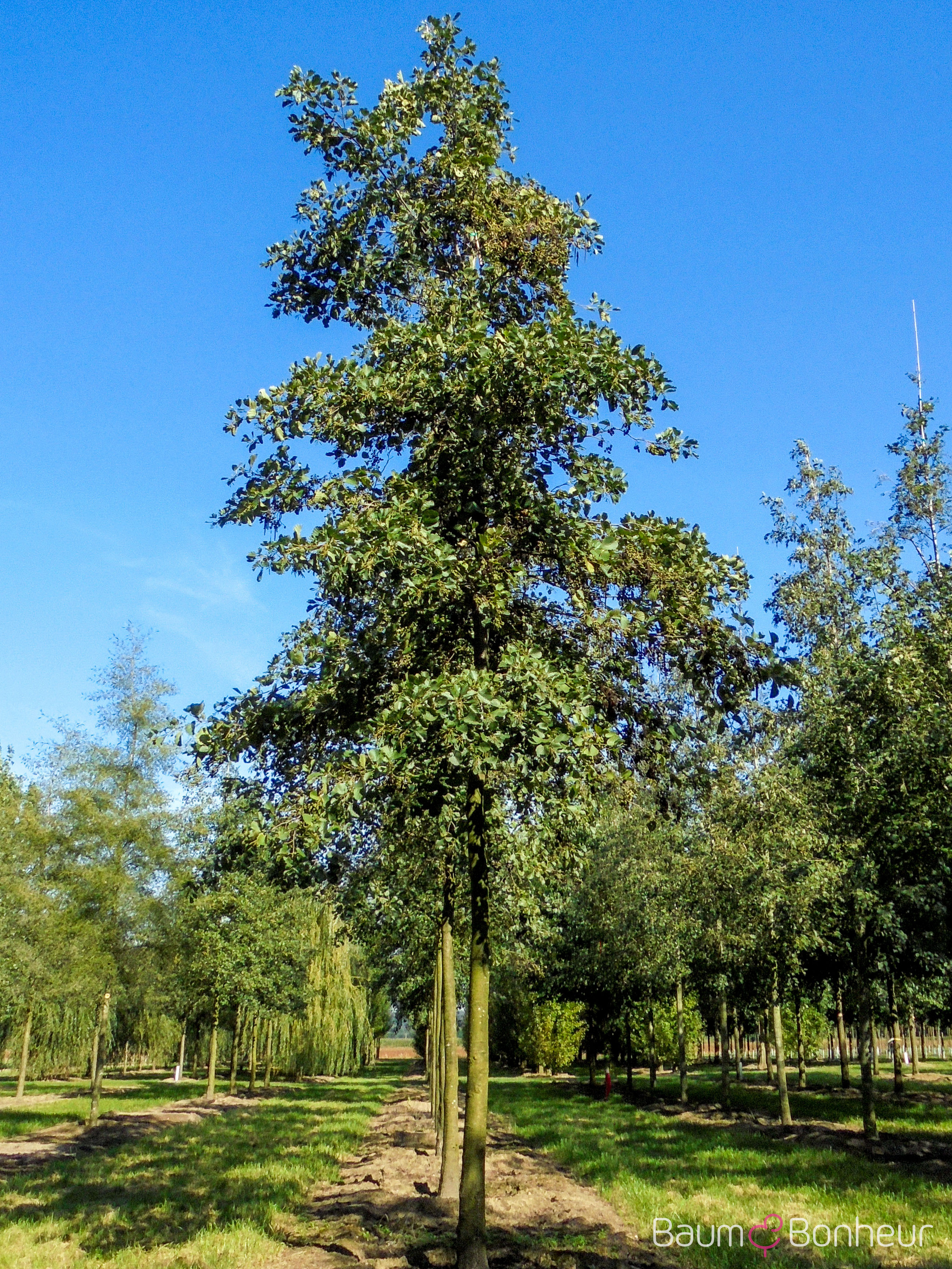 Alnus glutinosa