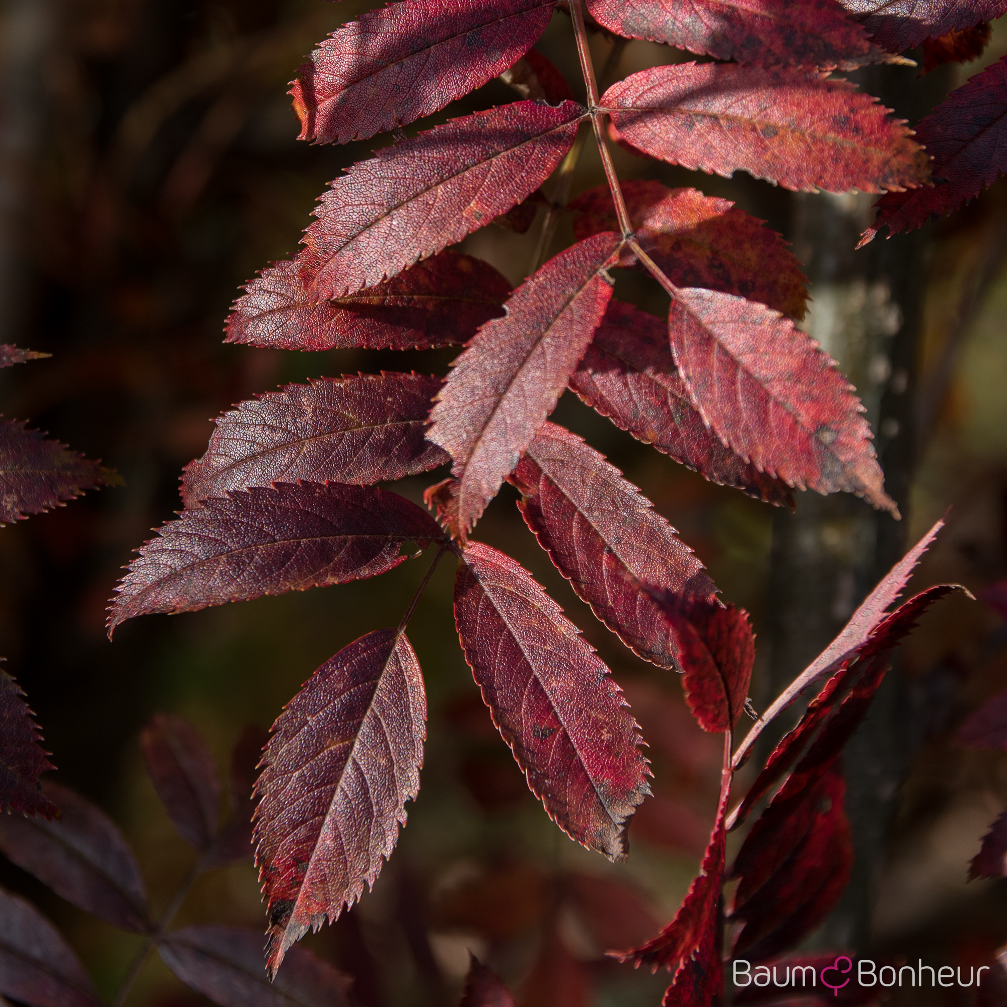 Sorbus serotina