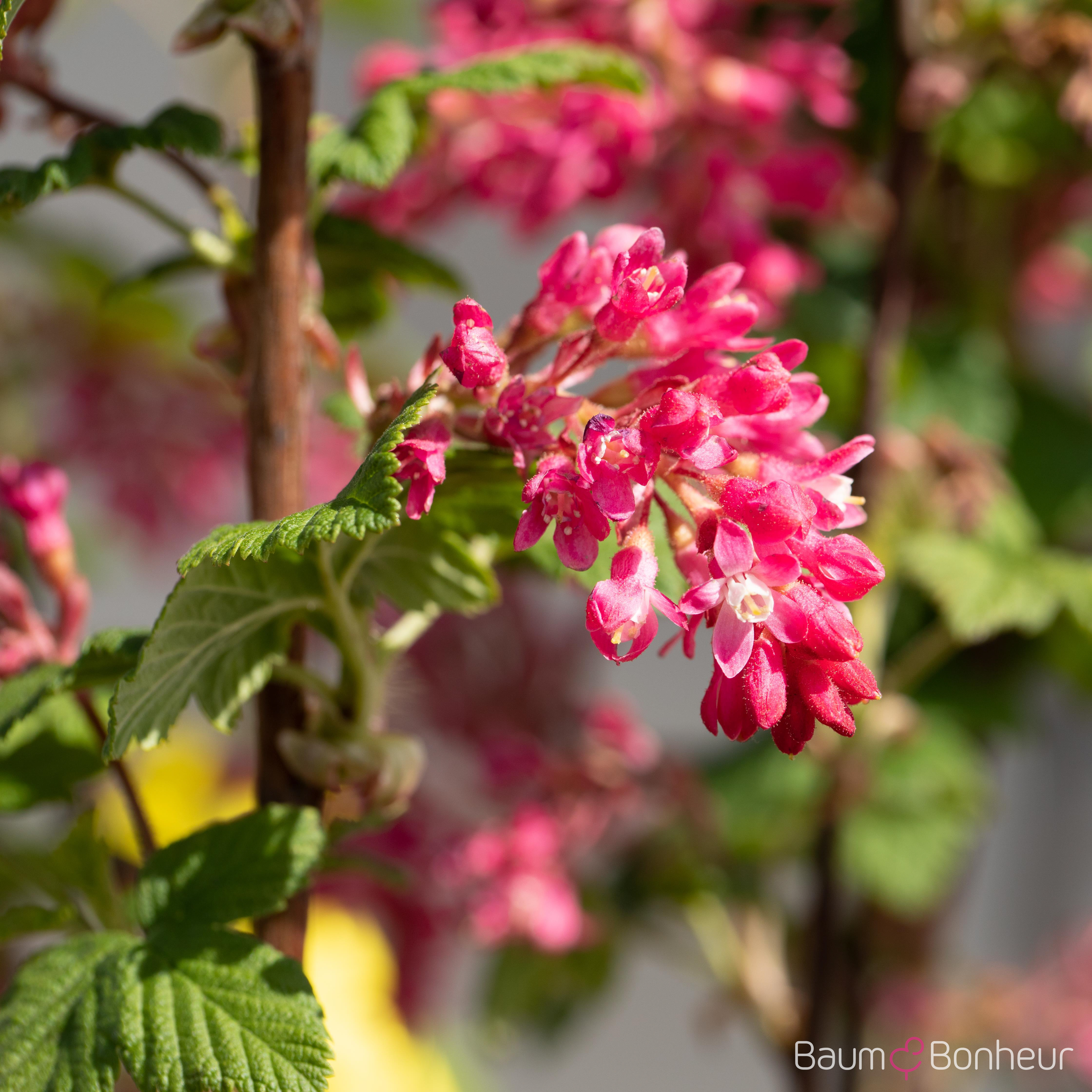Ribes sanguineum 'Atrorubens'