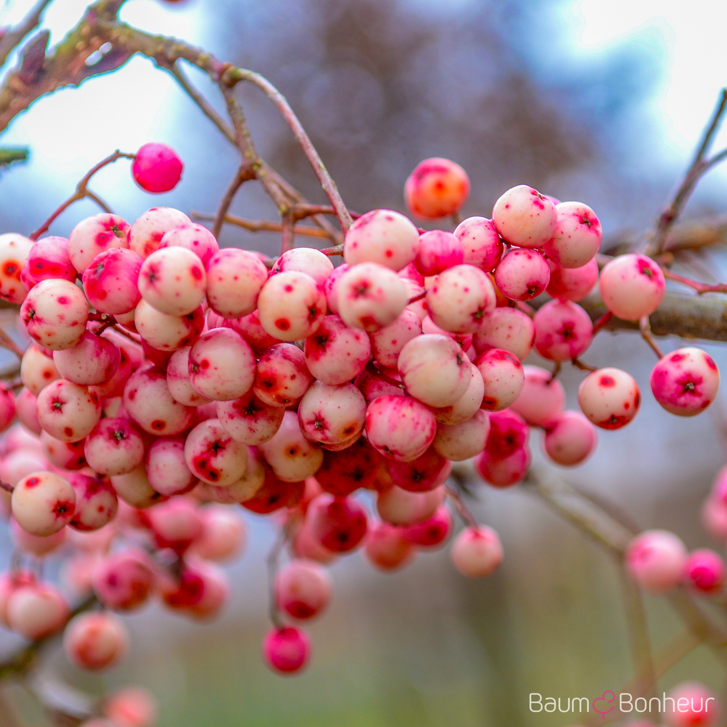 Sorbus vilmorinii