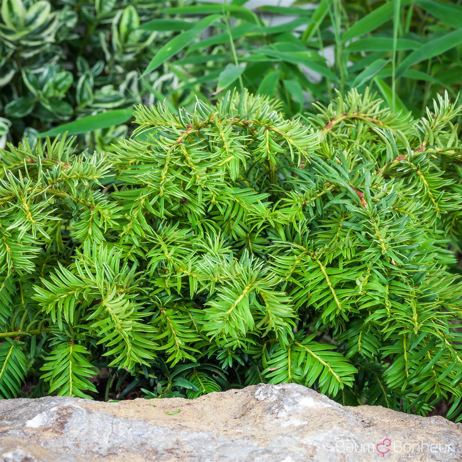 Taxus baccata 'Repandens'