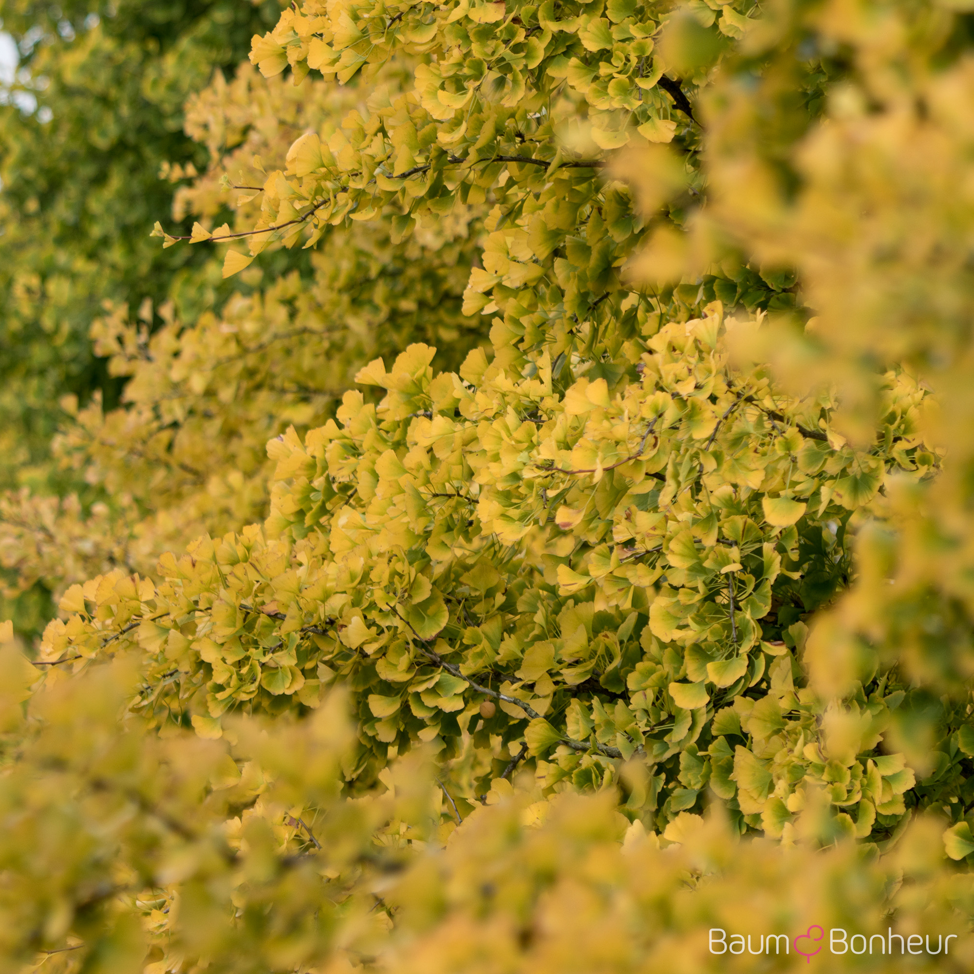 Ginkgo biloba 'Fastigiata Blagon'®