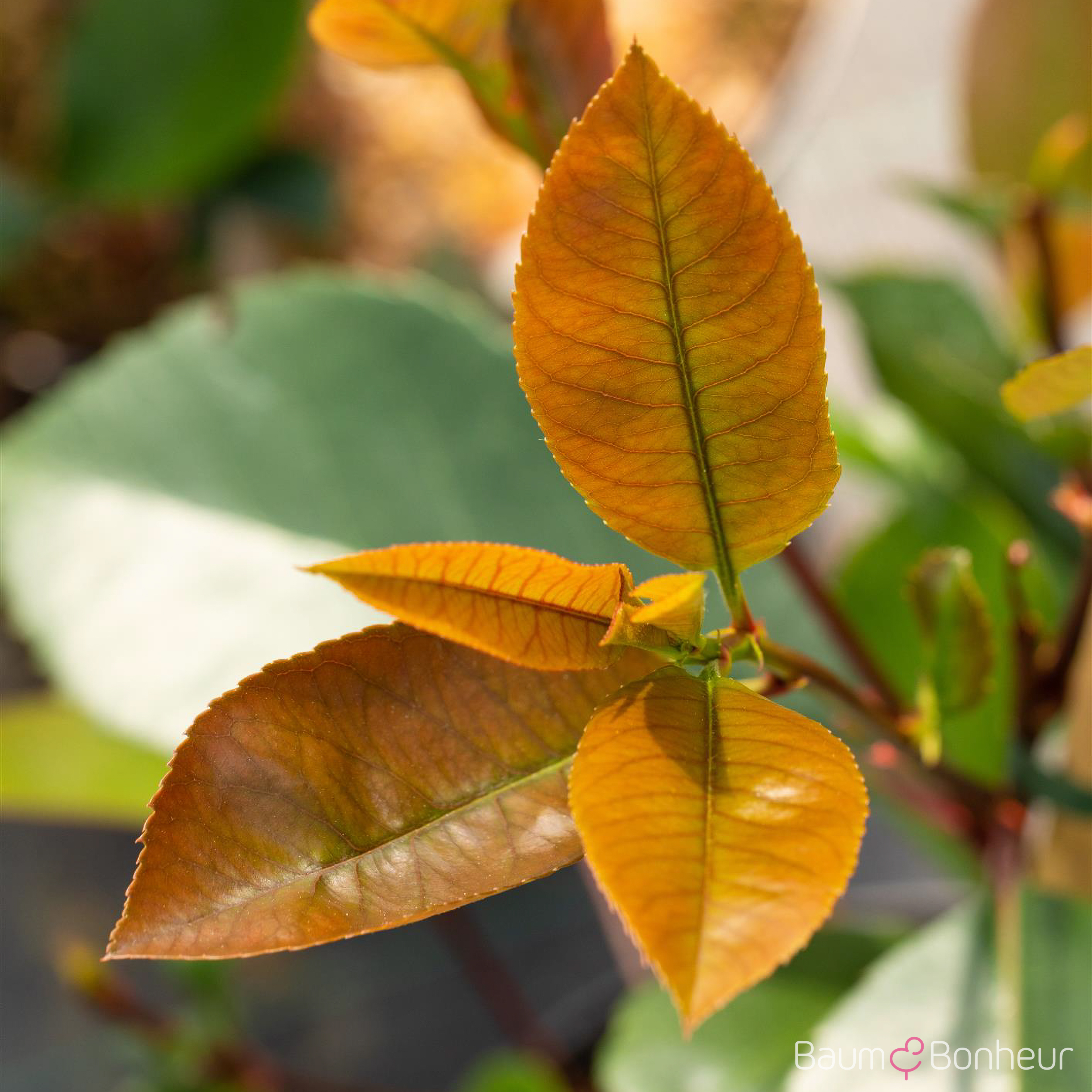 Photinia fraseri 'Red Robin'