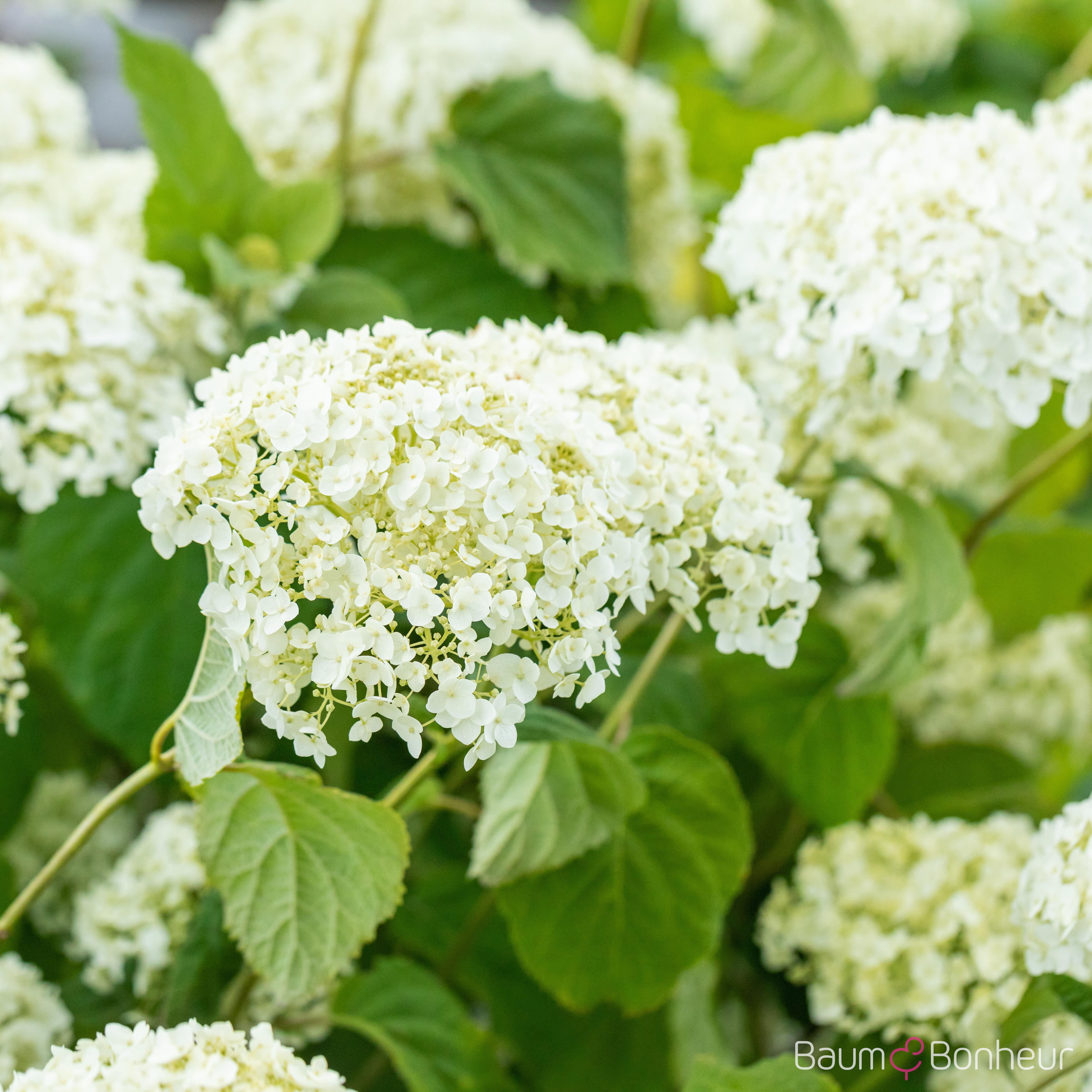 Hydrangea arbor.'Strong Annabelle' -R-