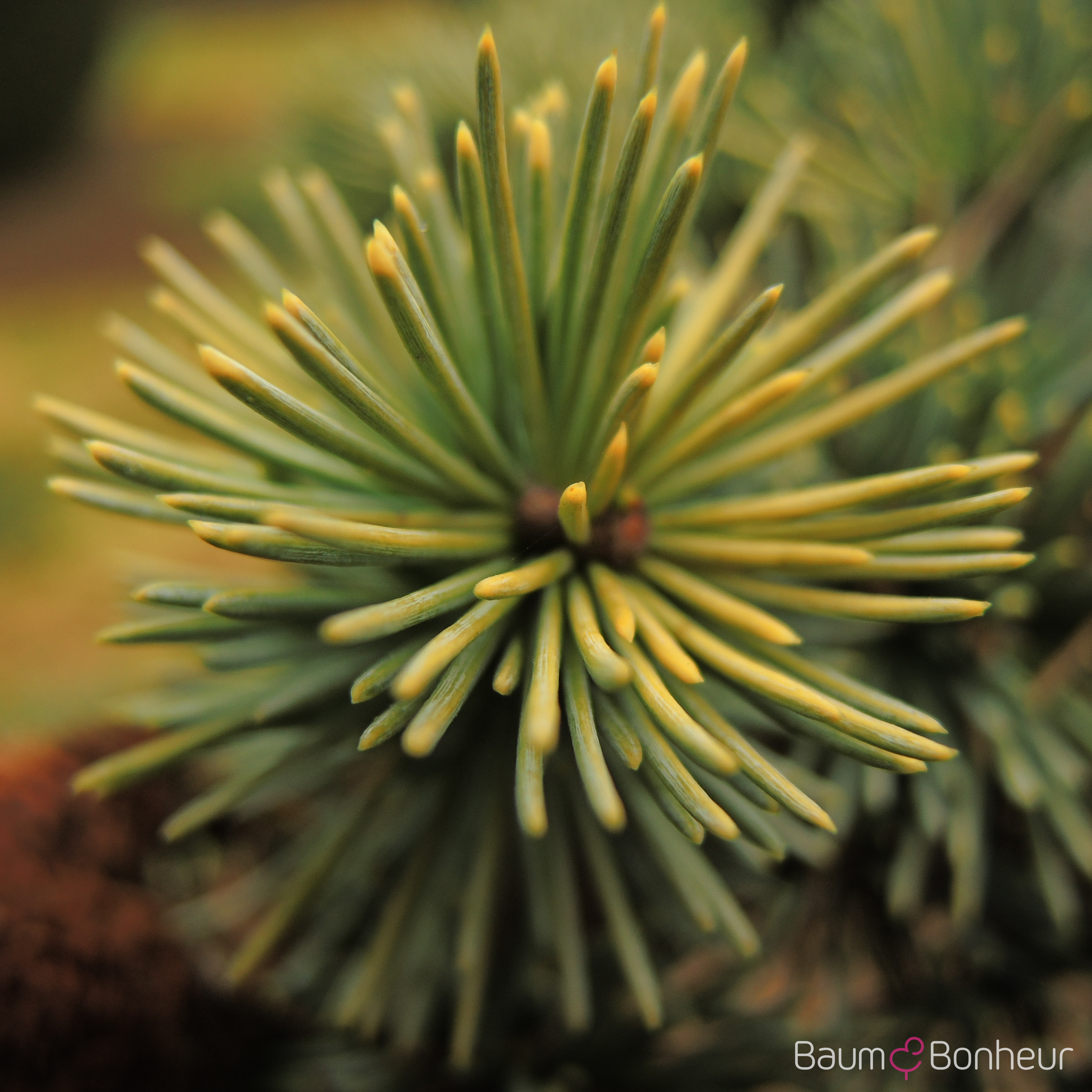Cedrus atlantica 'Aurea'