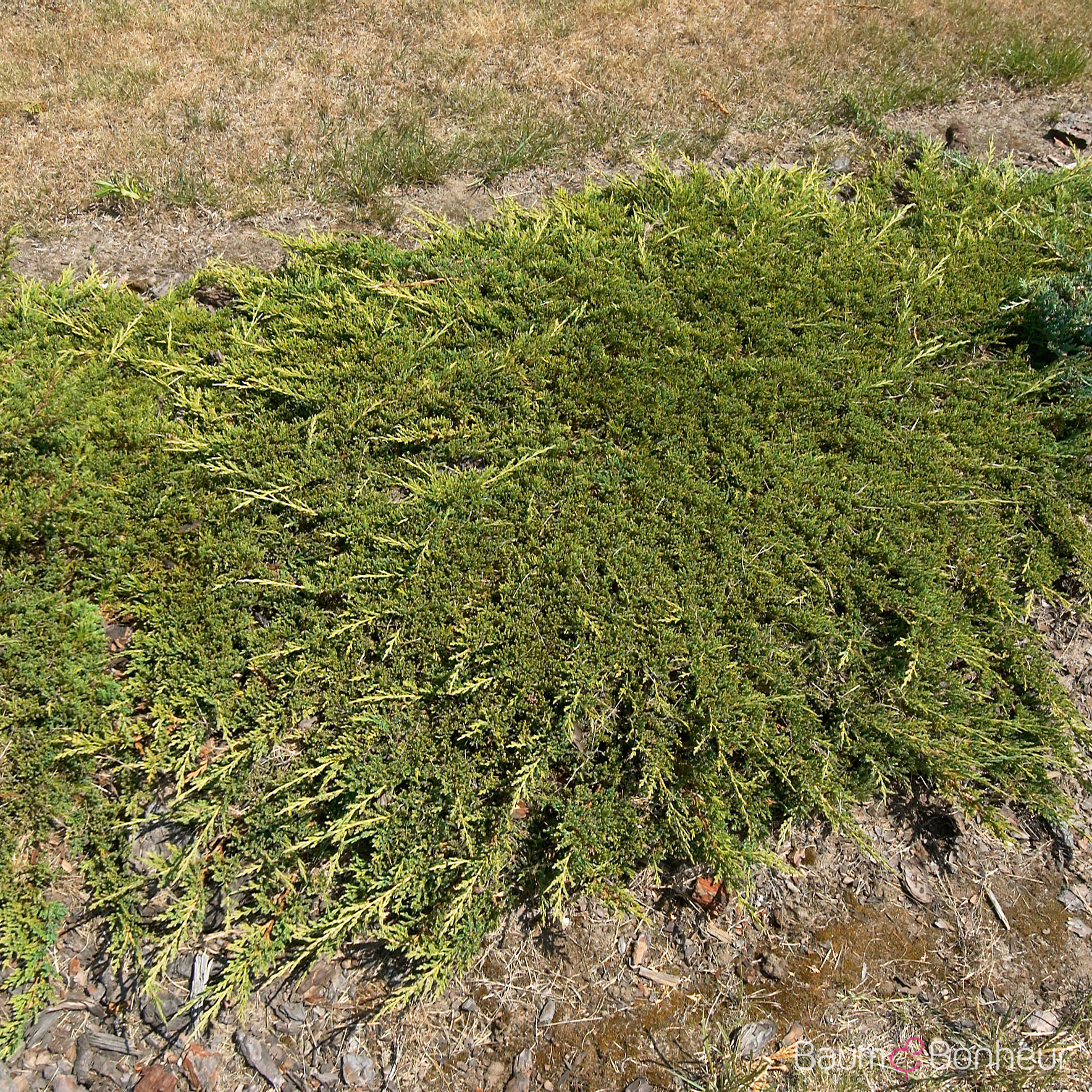 Juniperus horizontalis 'Prince of Wales'