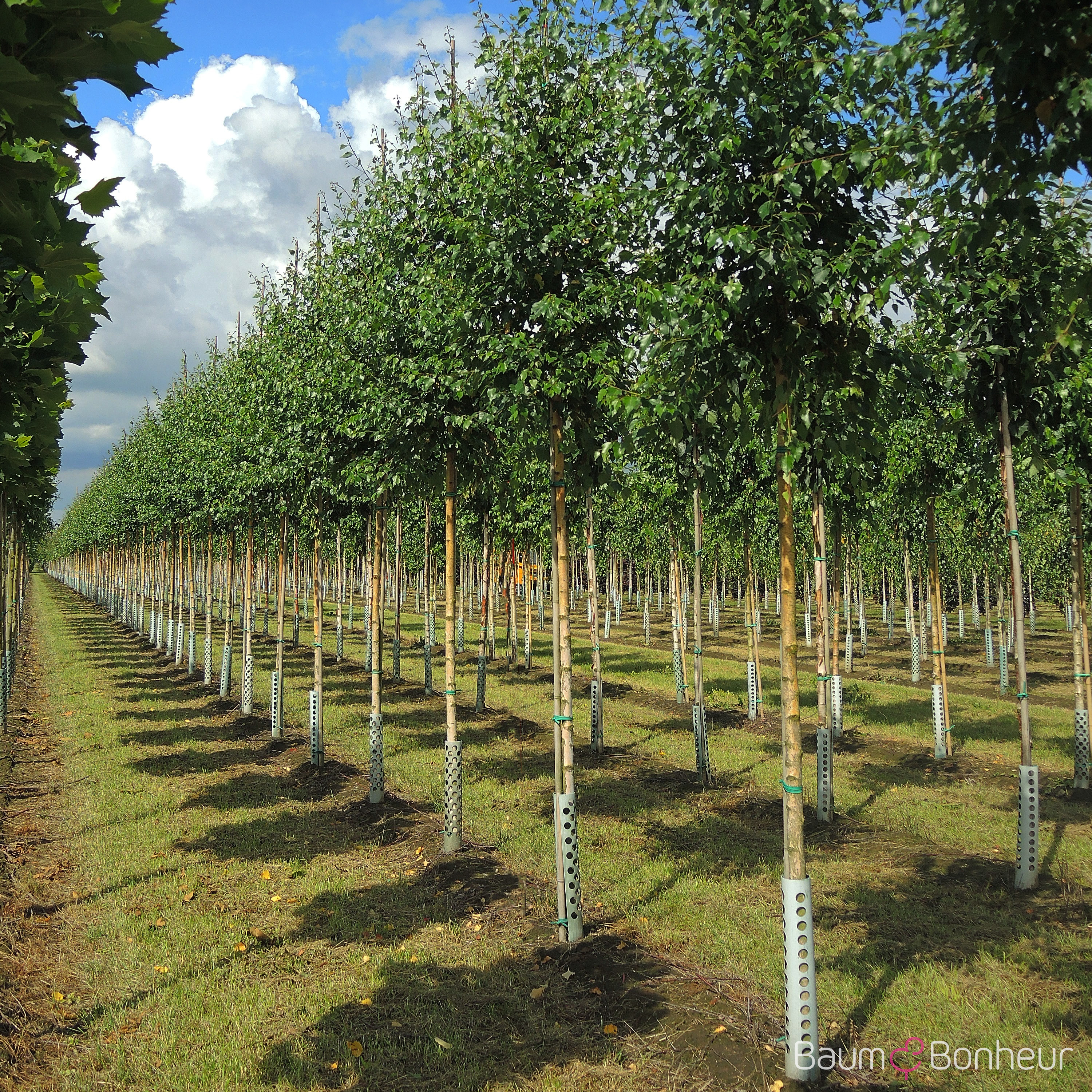Betula pendula 'Zwitsers Glorie'