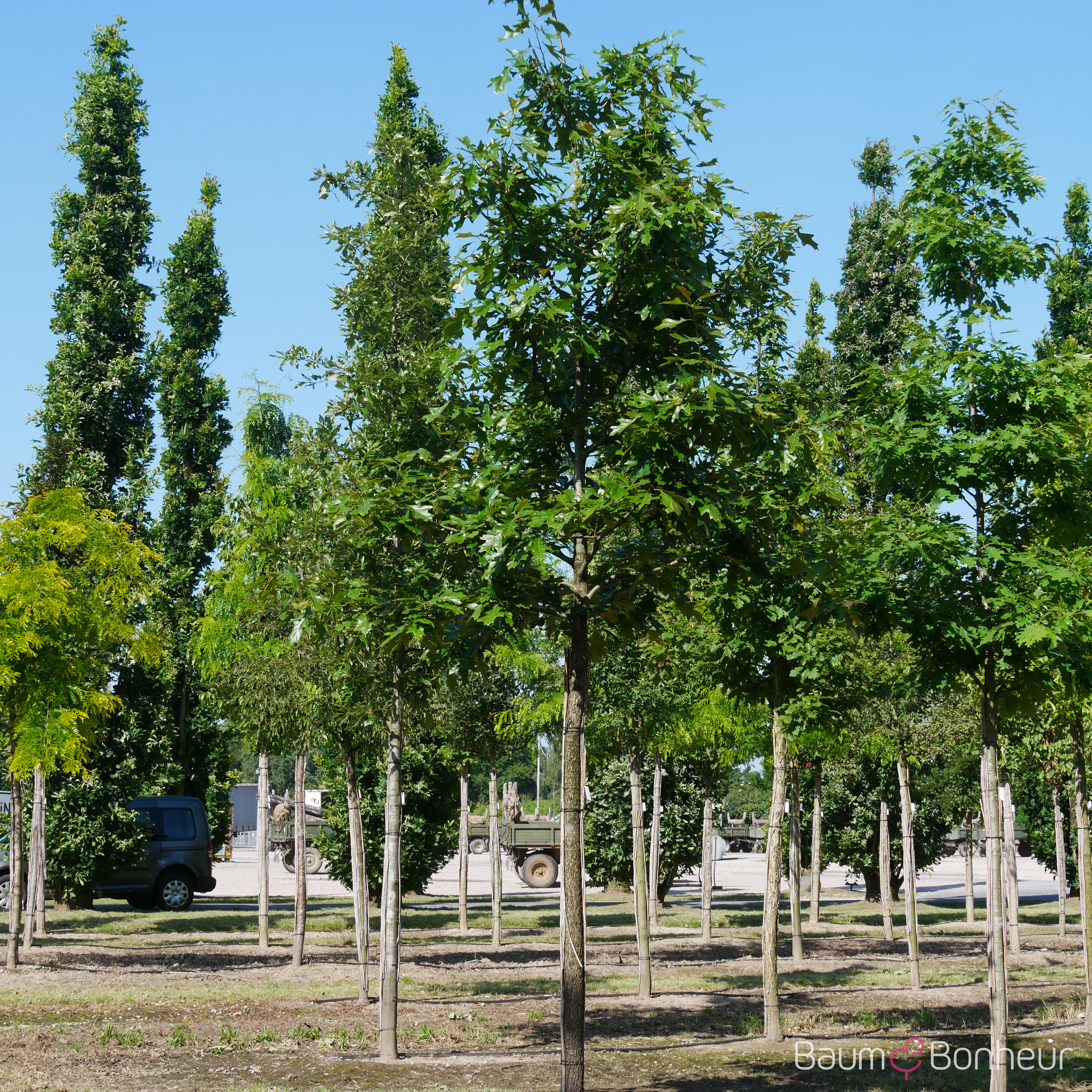 Quercus velutina