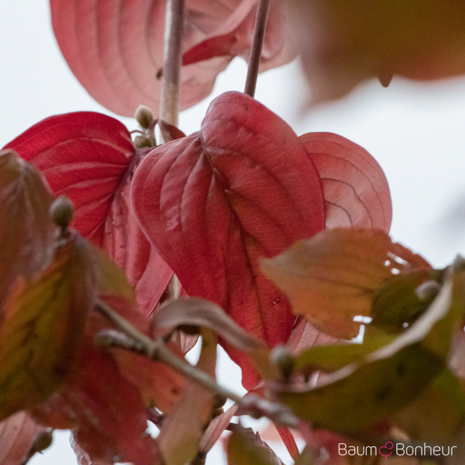 Cornus officinalis 'Robin's Pride'