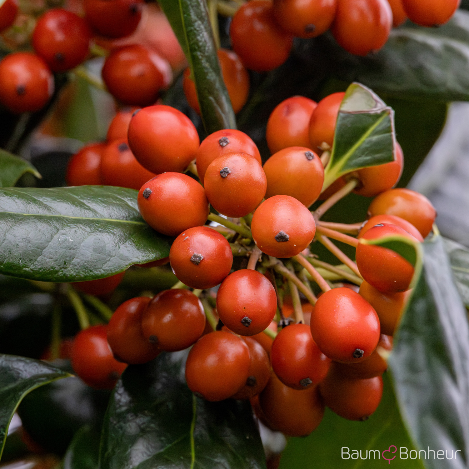 Ilex 'Nellie R. Stevens'