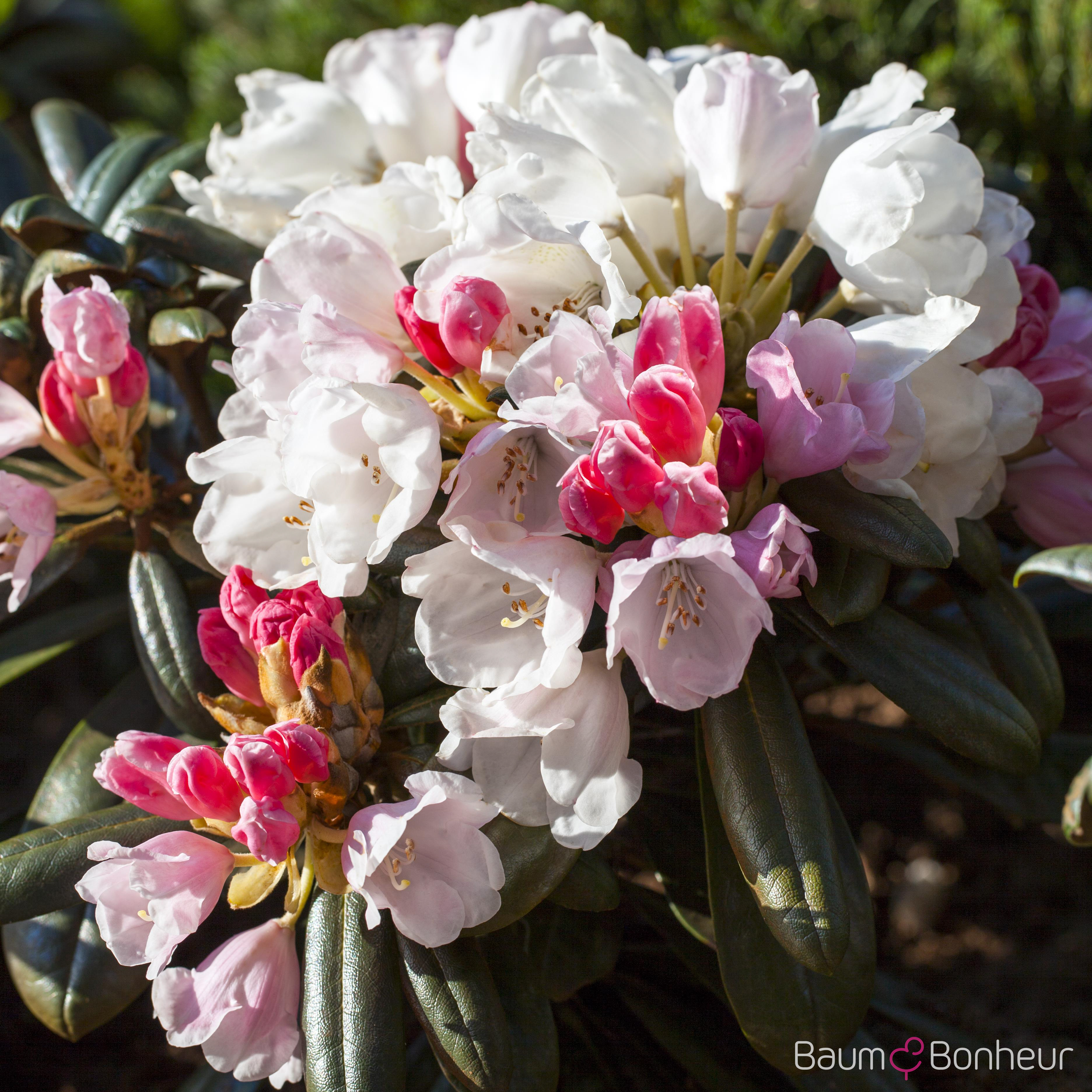 Rhododendron yakushimanum 'Edelweiß'