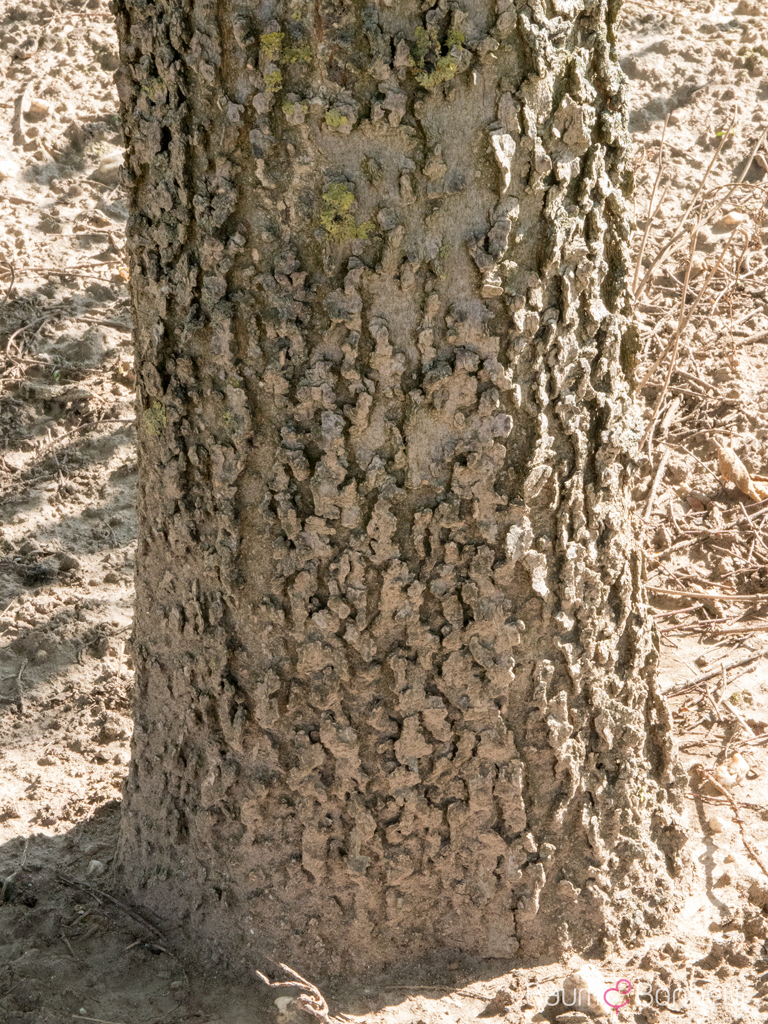 Celtis occidentalis