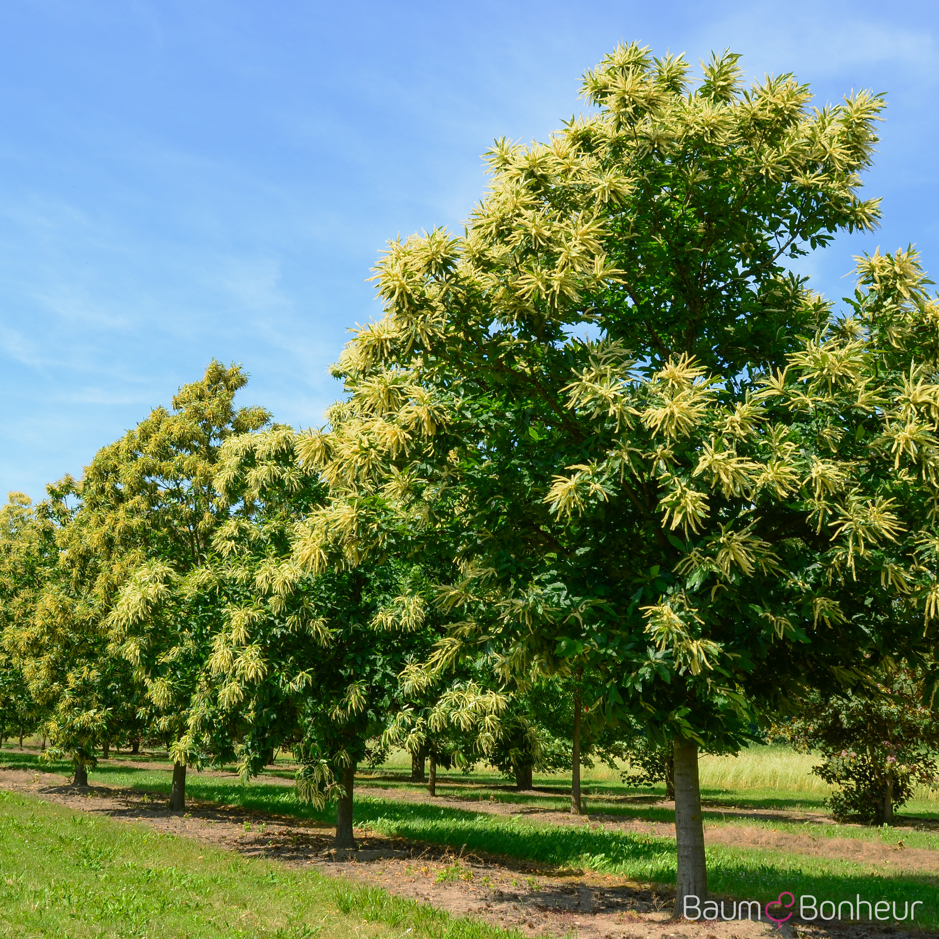 Castanea sativa