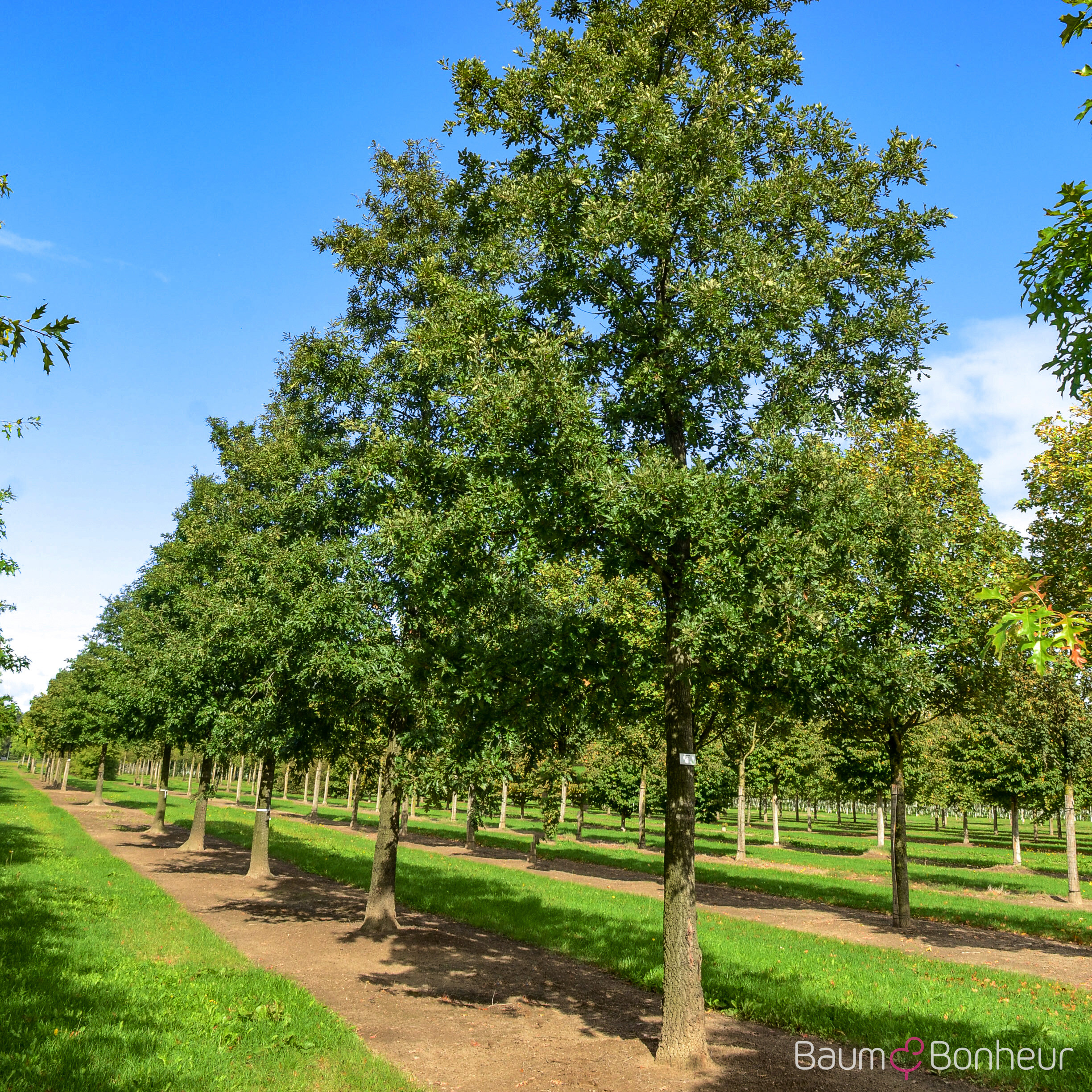 Quercus cerris