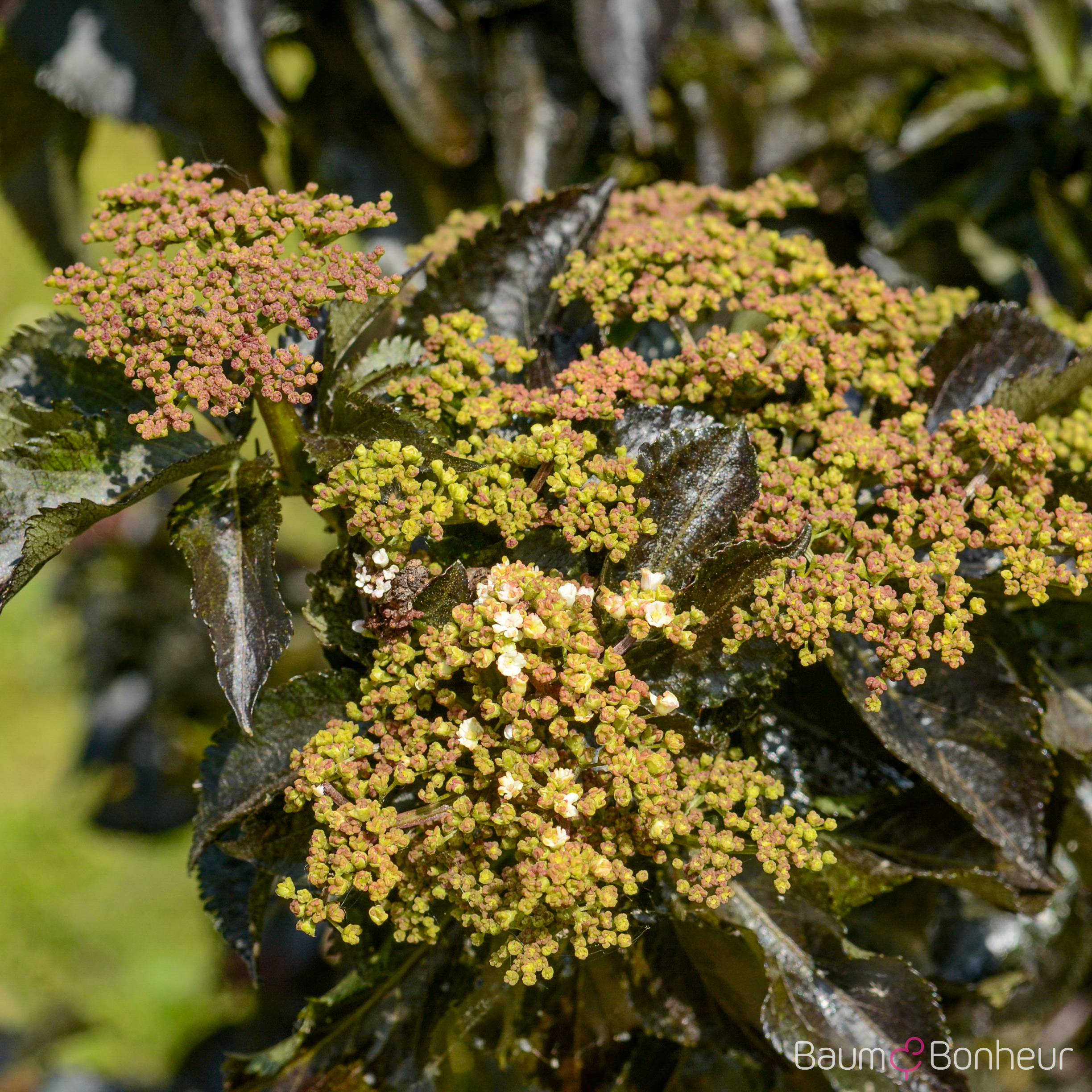 Sambucus nigra 'Black Tower' -R-