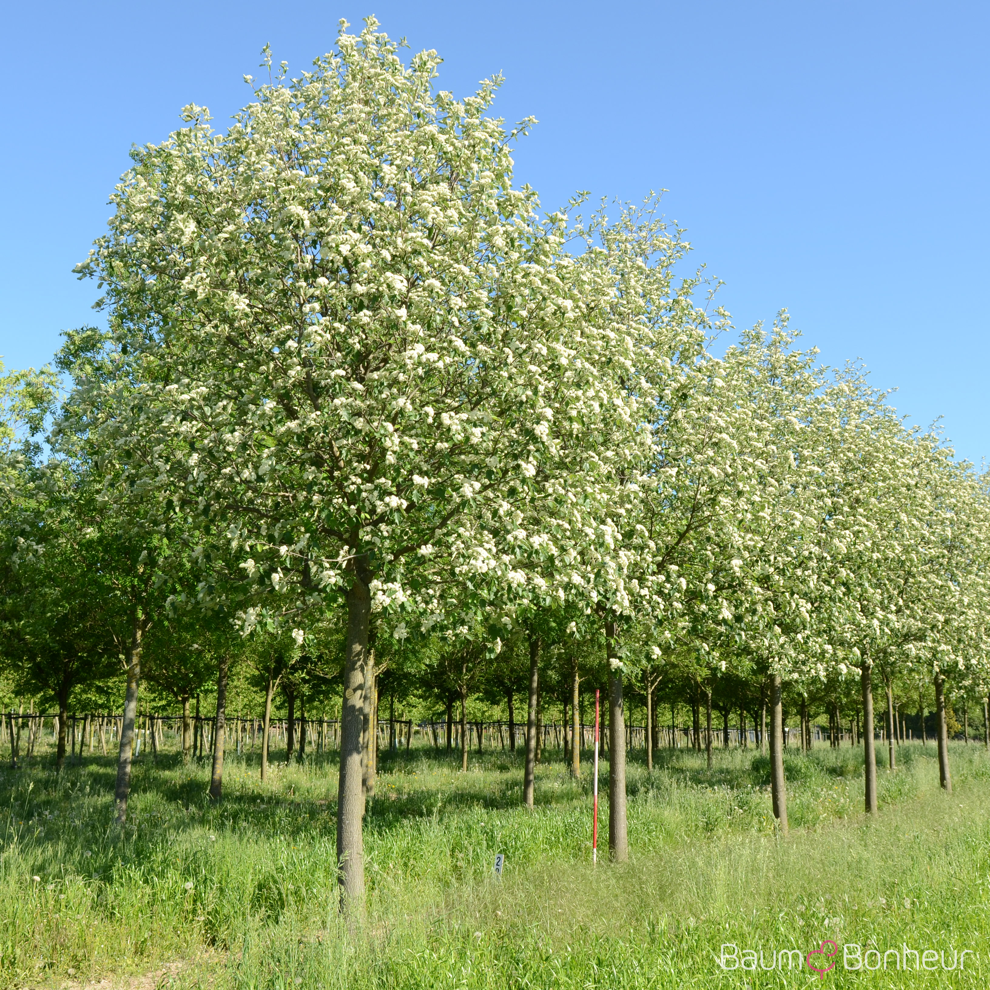 Sorbus intermedia 'Brouwers'
