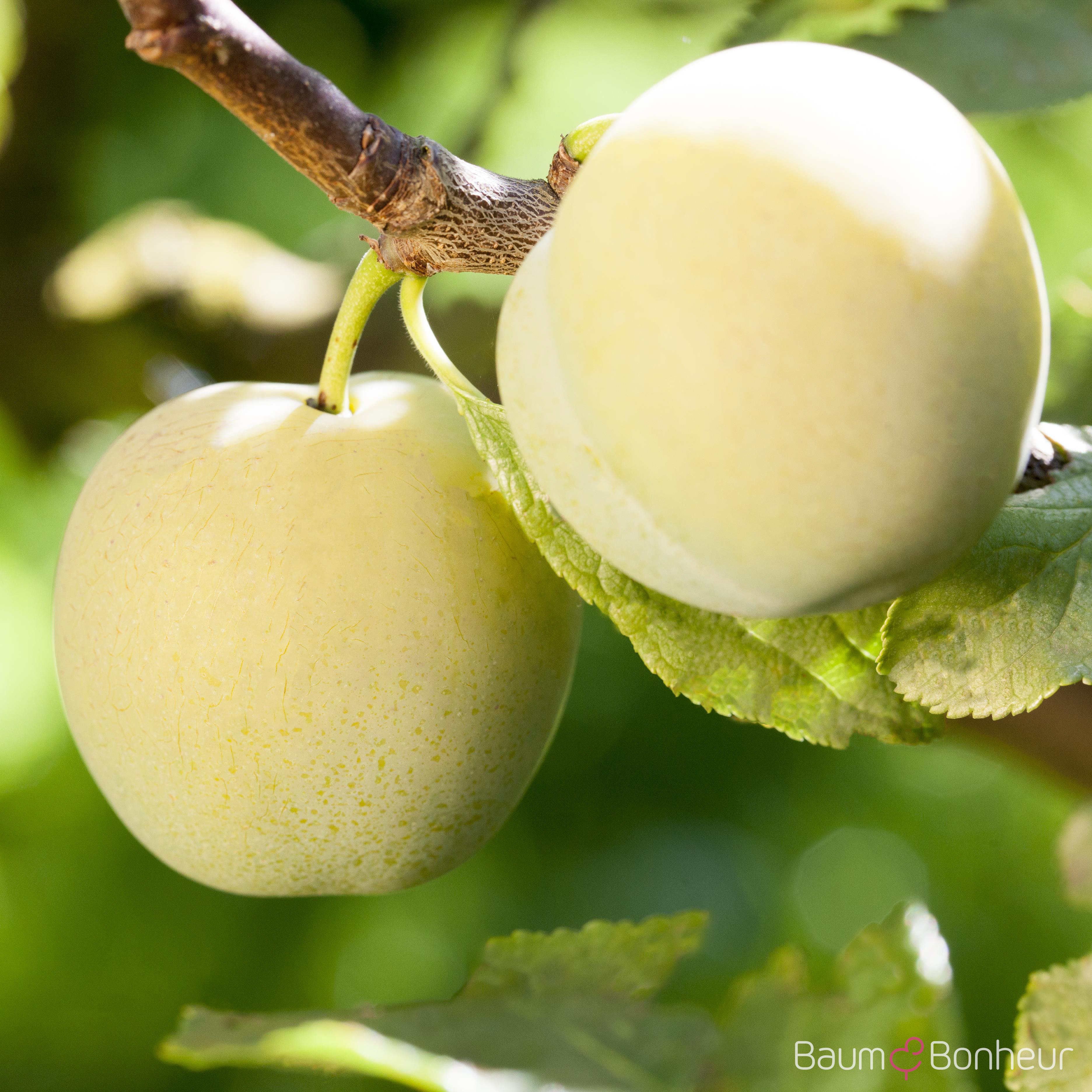 Prunus armeniaca 'Nancy'