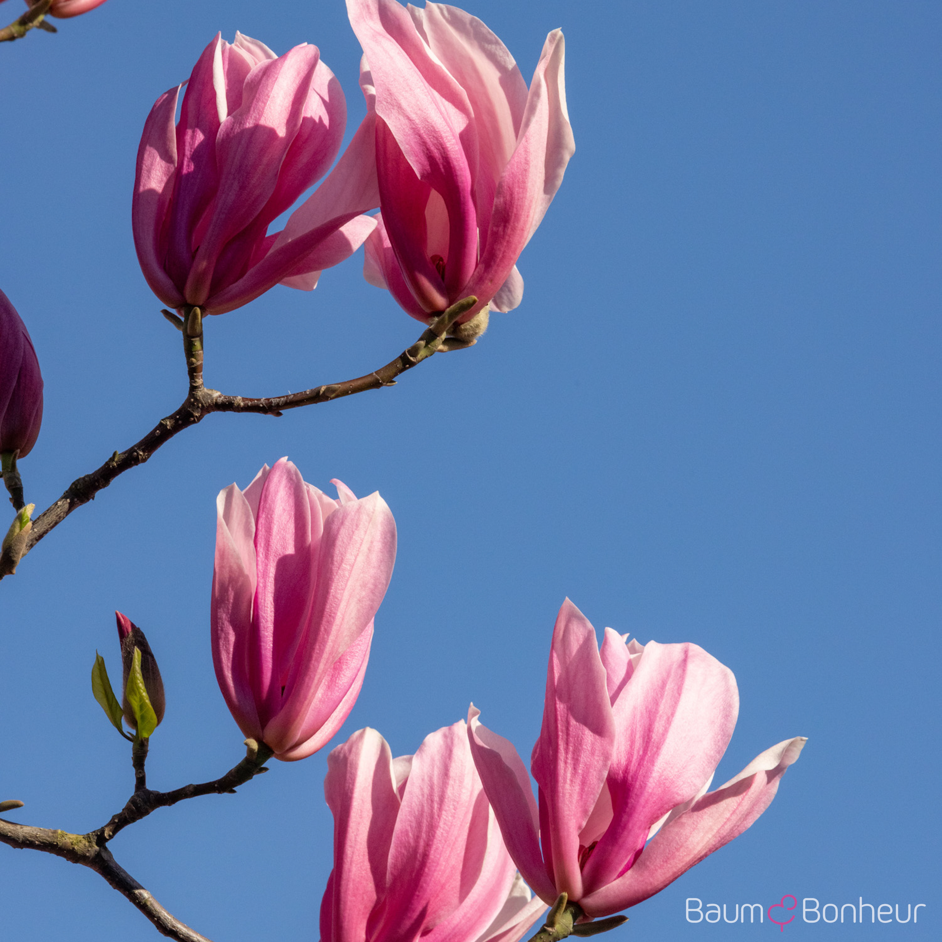 Magnolia 'Galaxy'