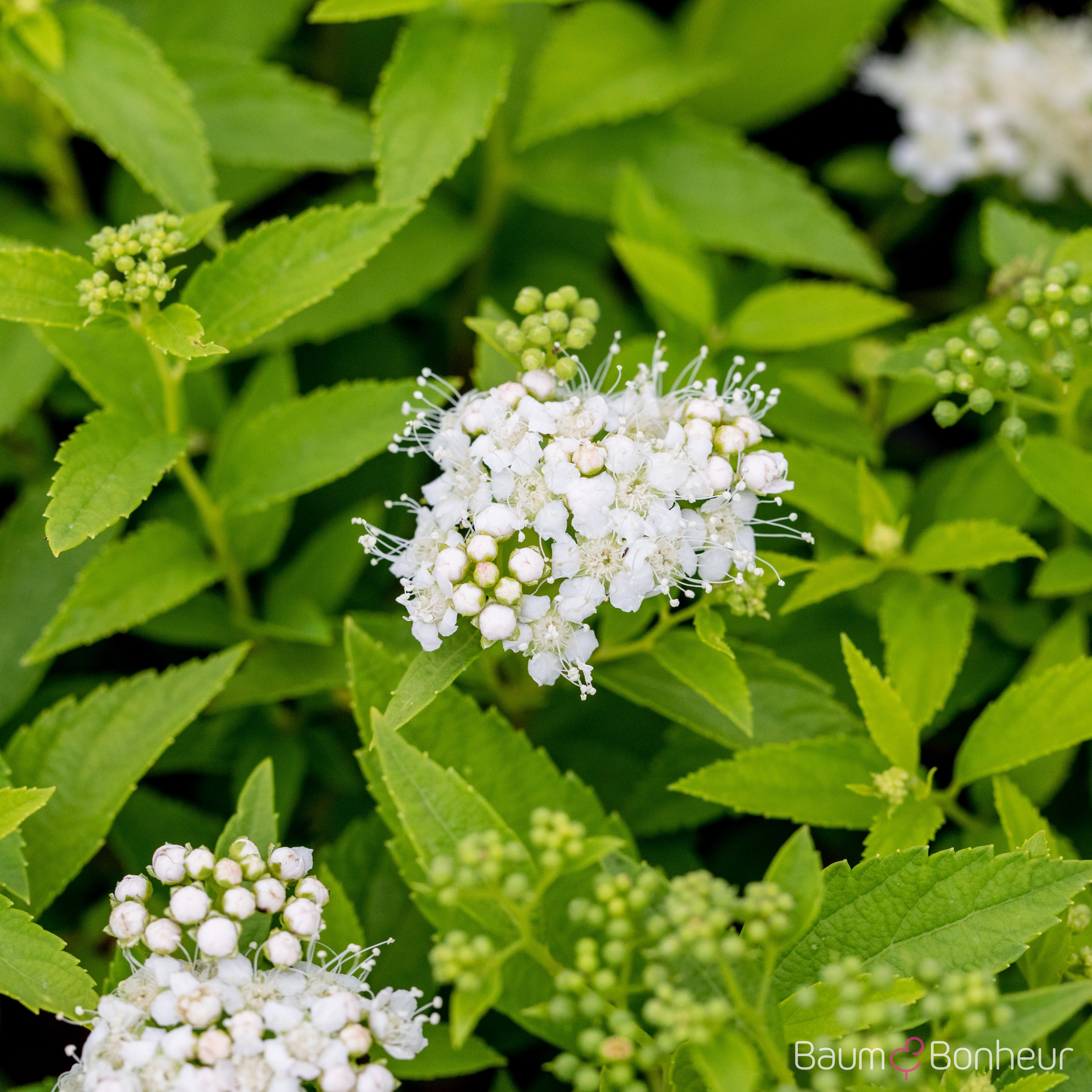 Spiraea japonica 'Albiflora'