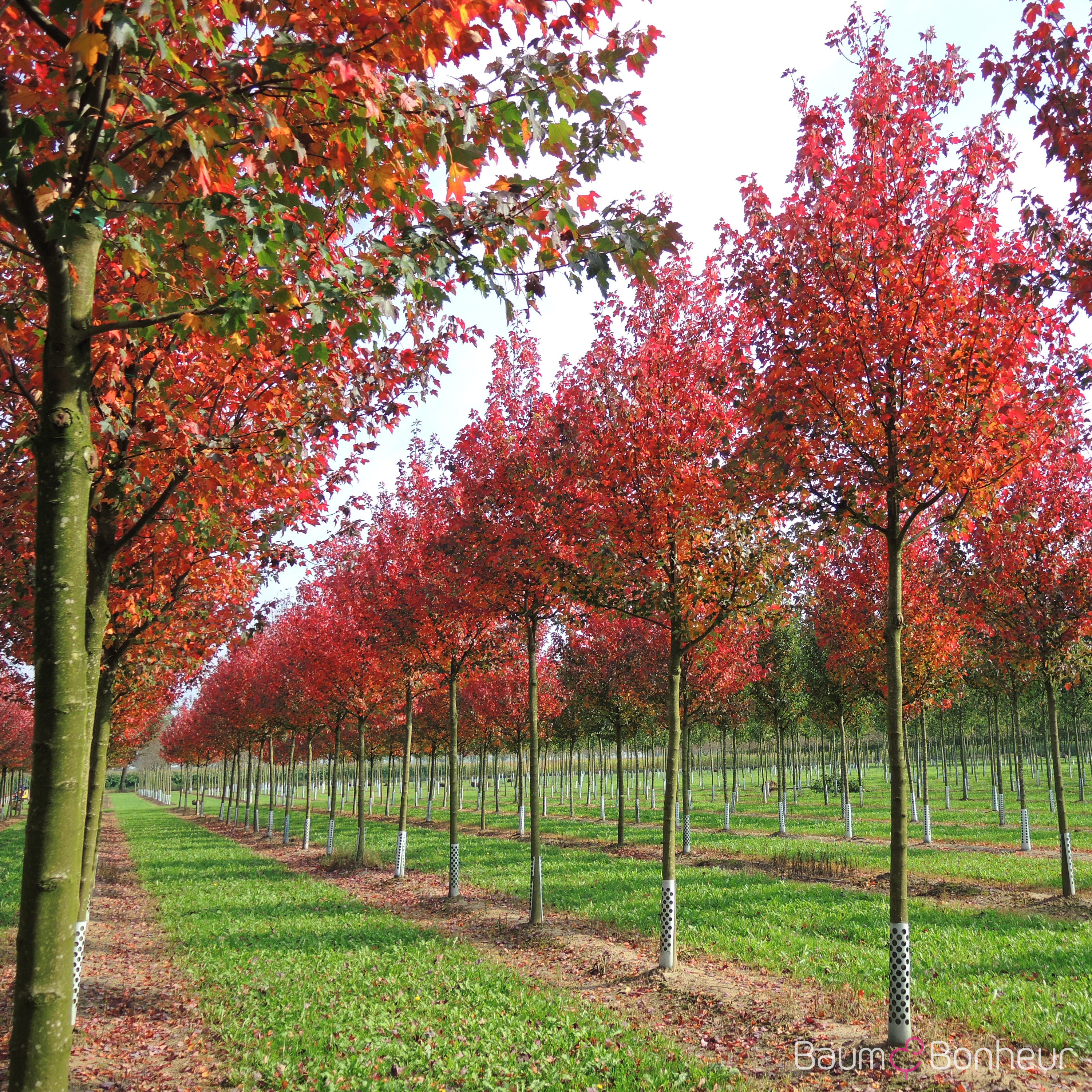 Acer rubrum 'Autumn Flame'