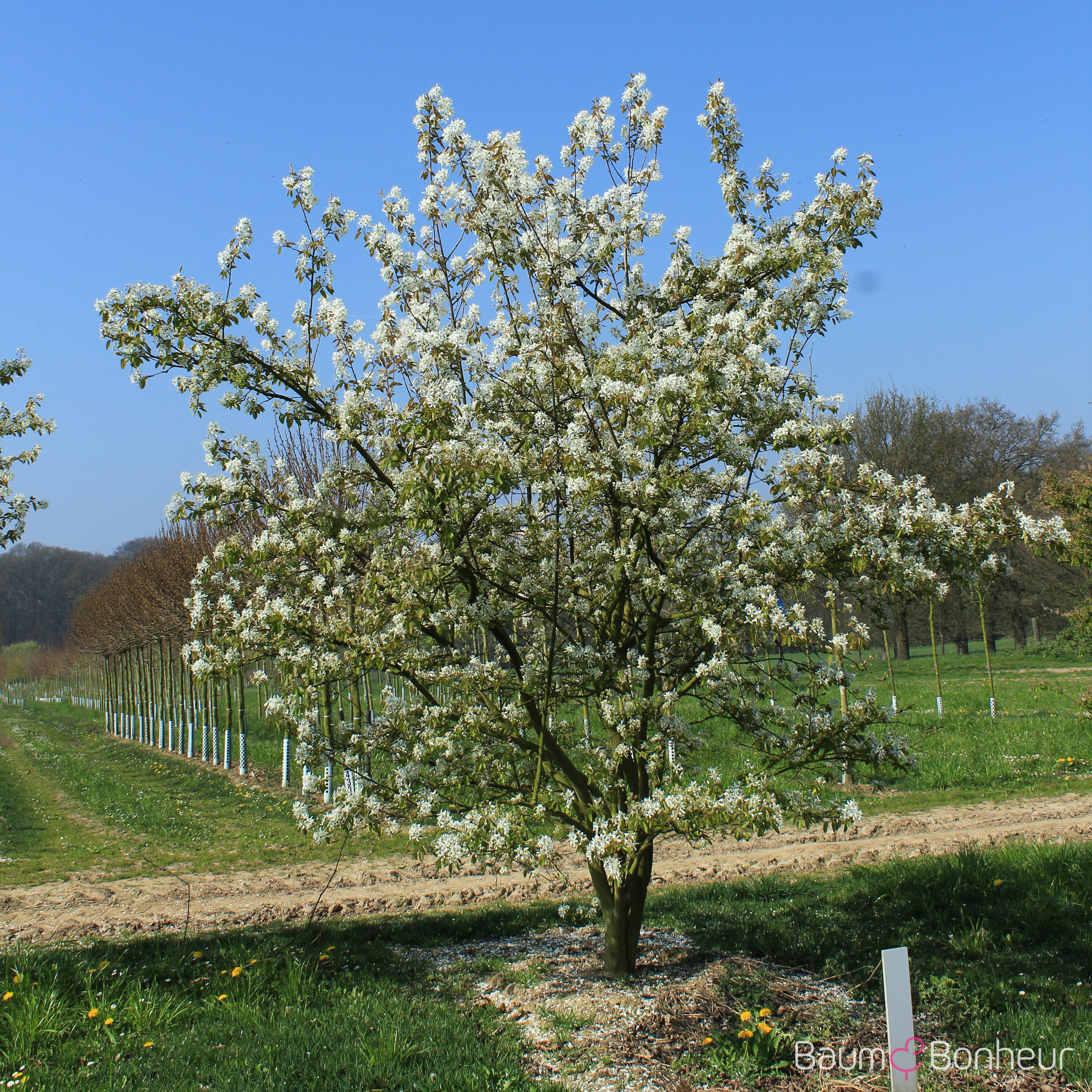 Amelanchier 'Ballerina'