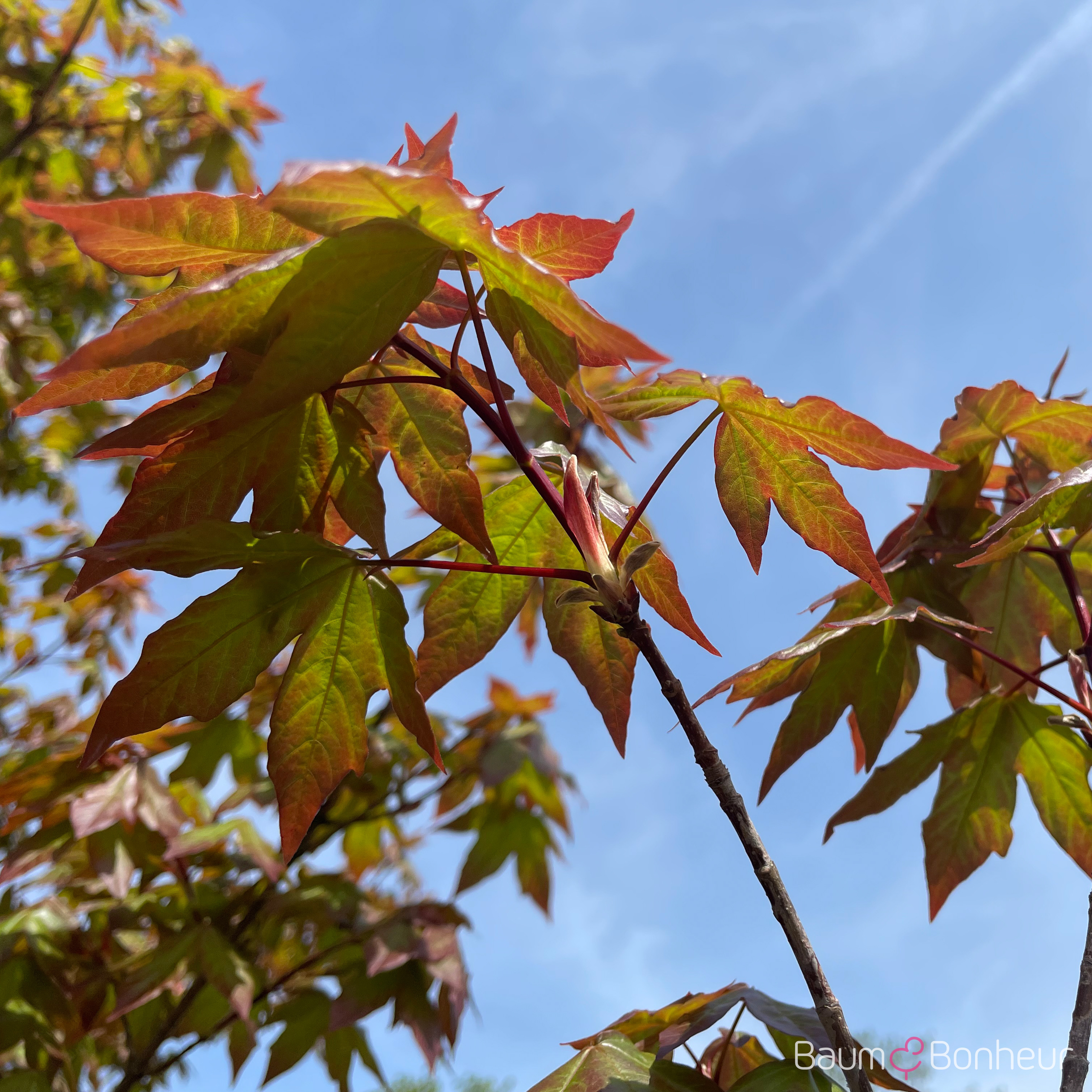 Acer x zoeschense 'Annae'