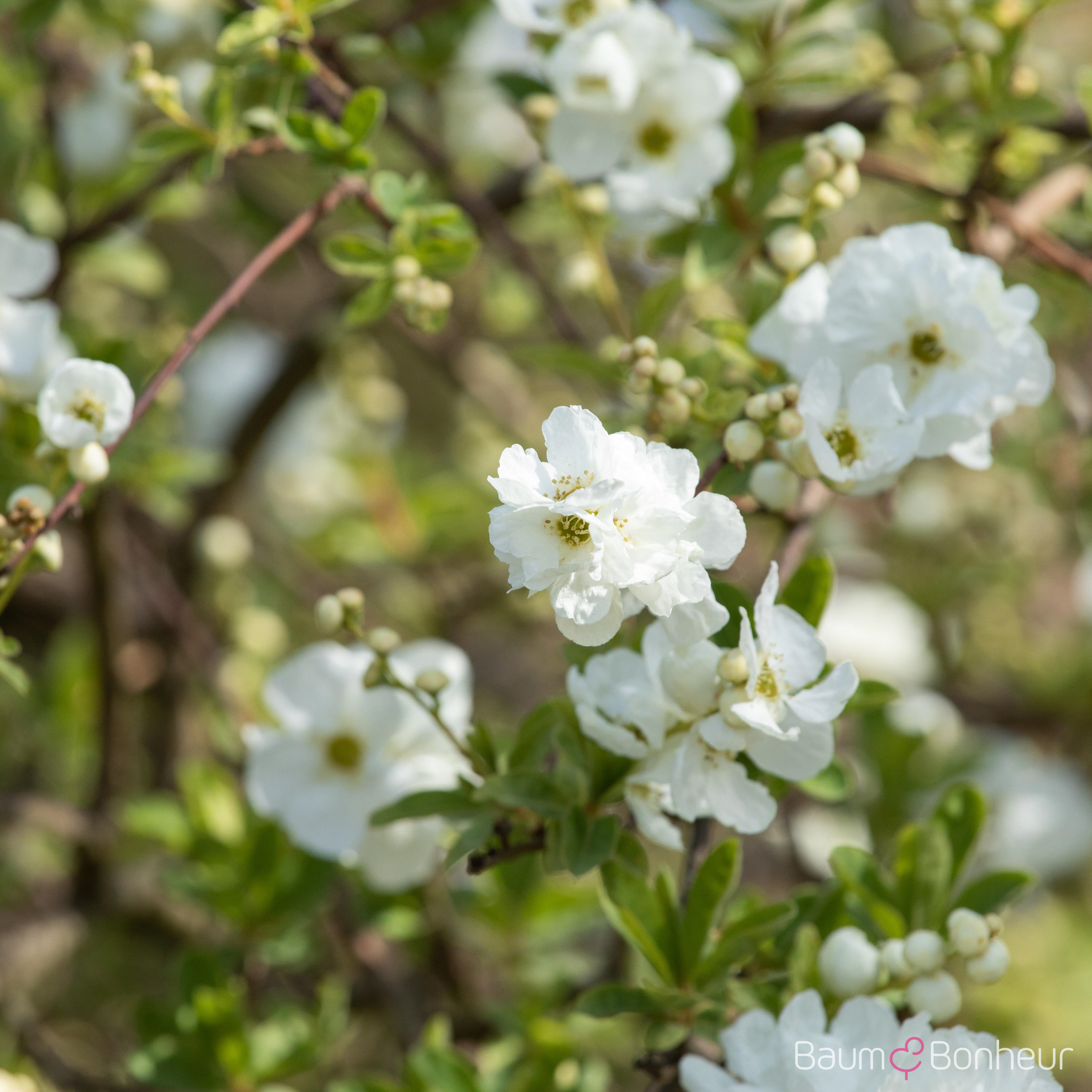 Exochorda macrantha 'The Bride'