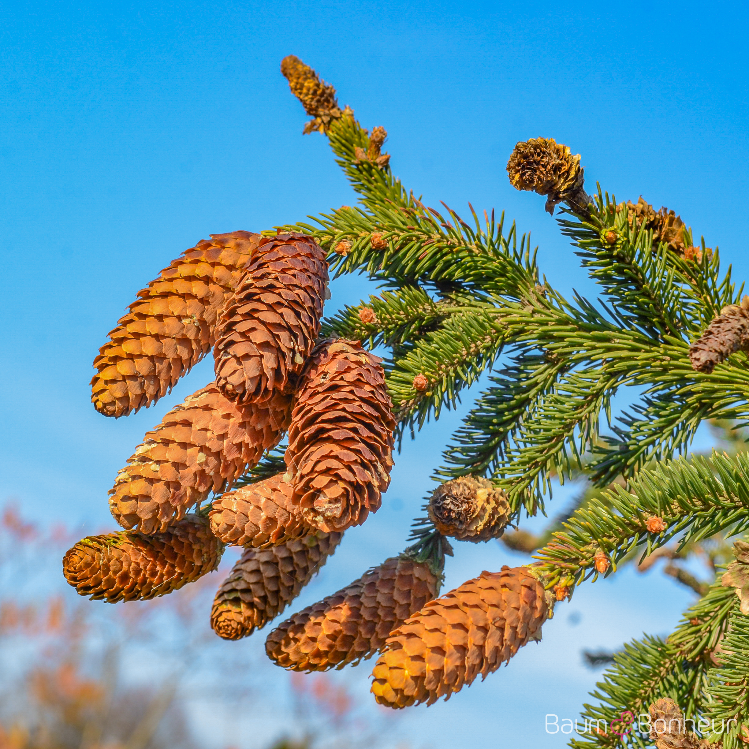 Picea abies 'Acrocona'
