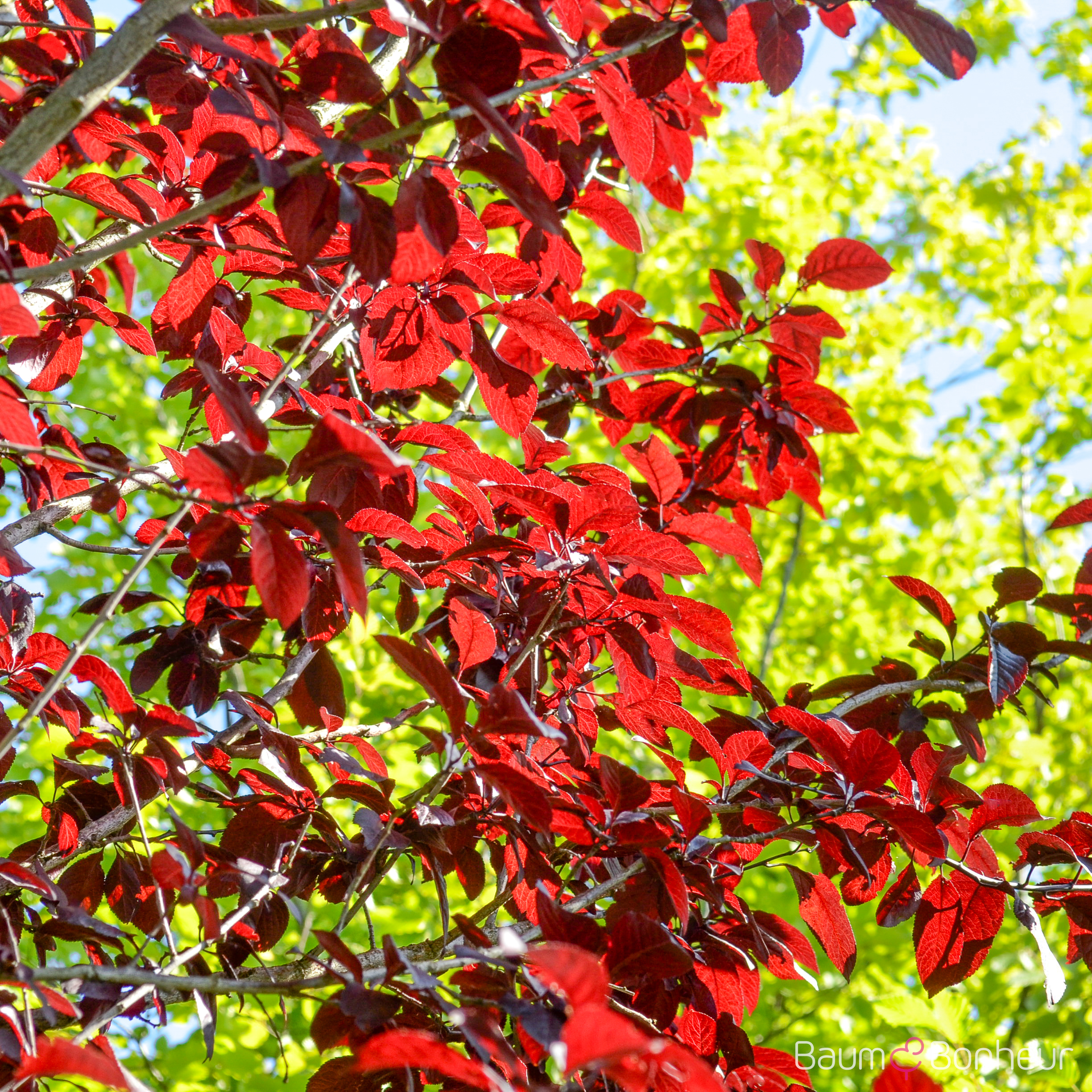 Prunus cerasifera 'Nigra'
