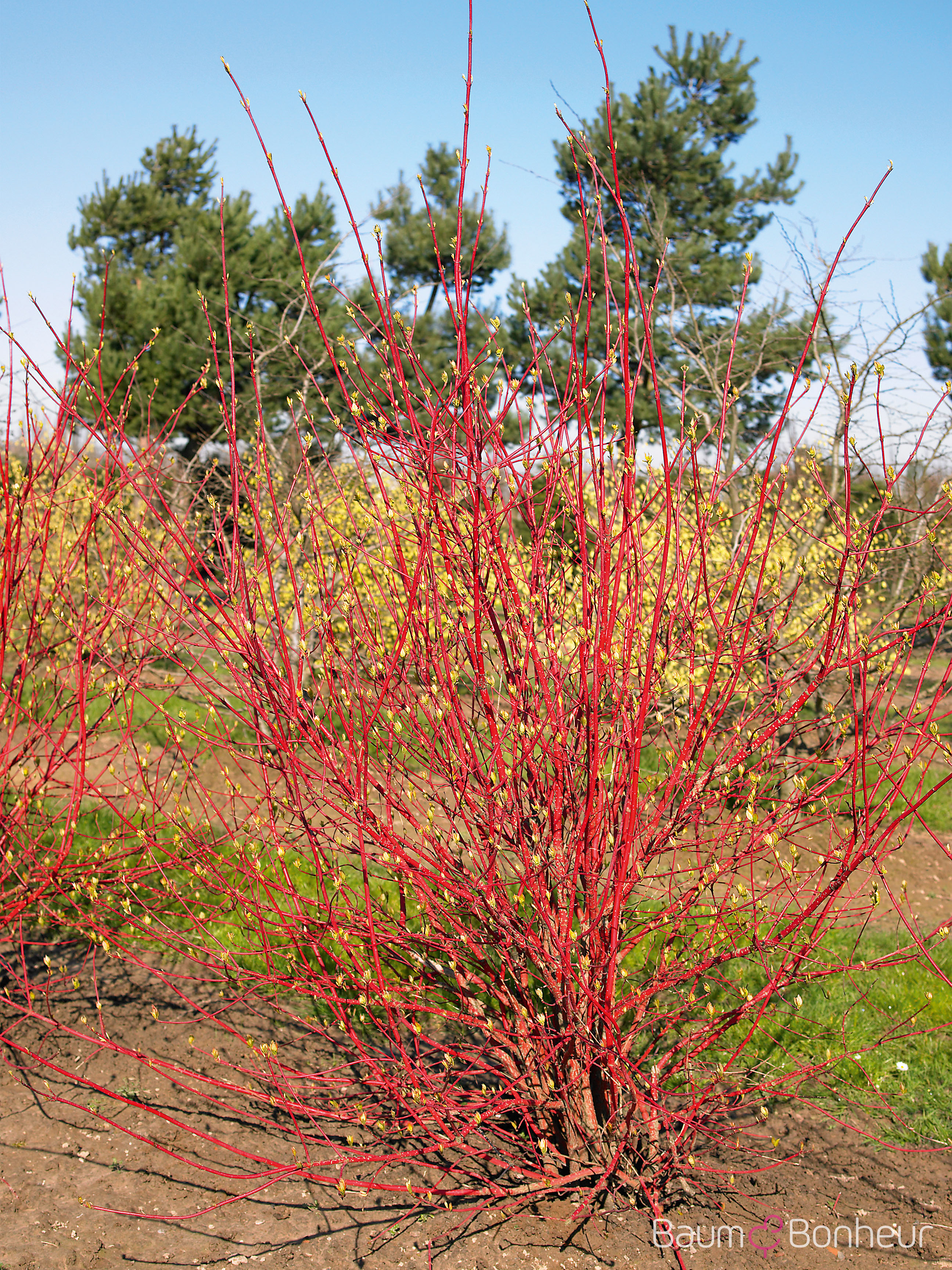 Cornus alba 'Sibirica'