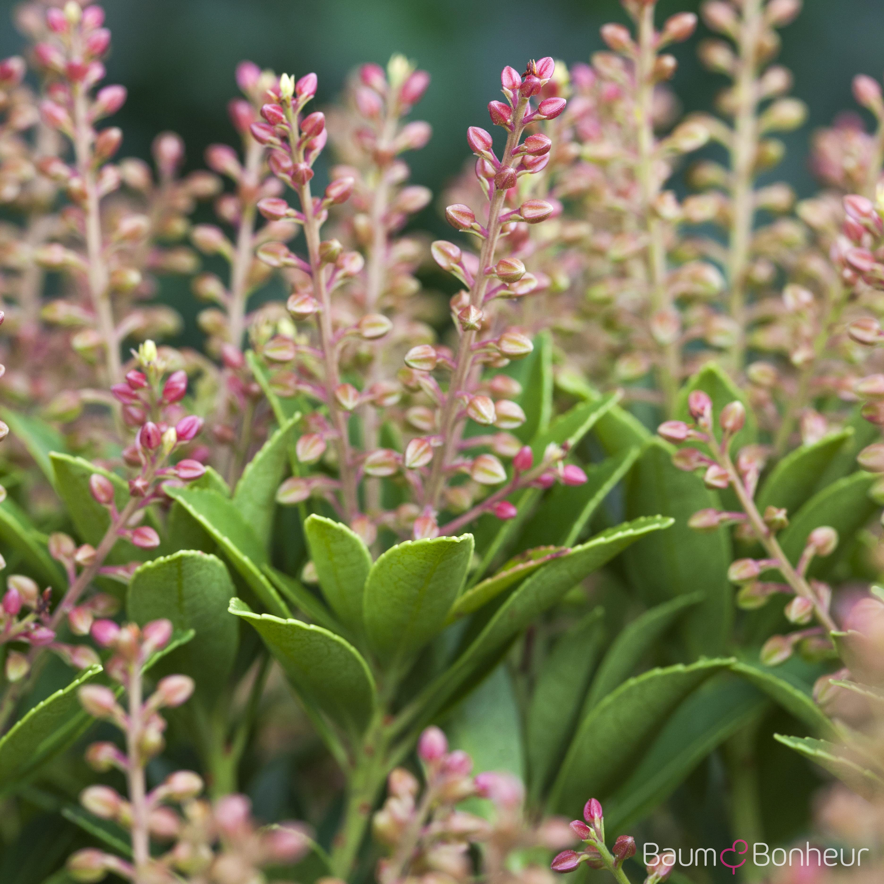 Pieris japonica 'Purity'