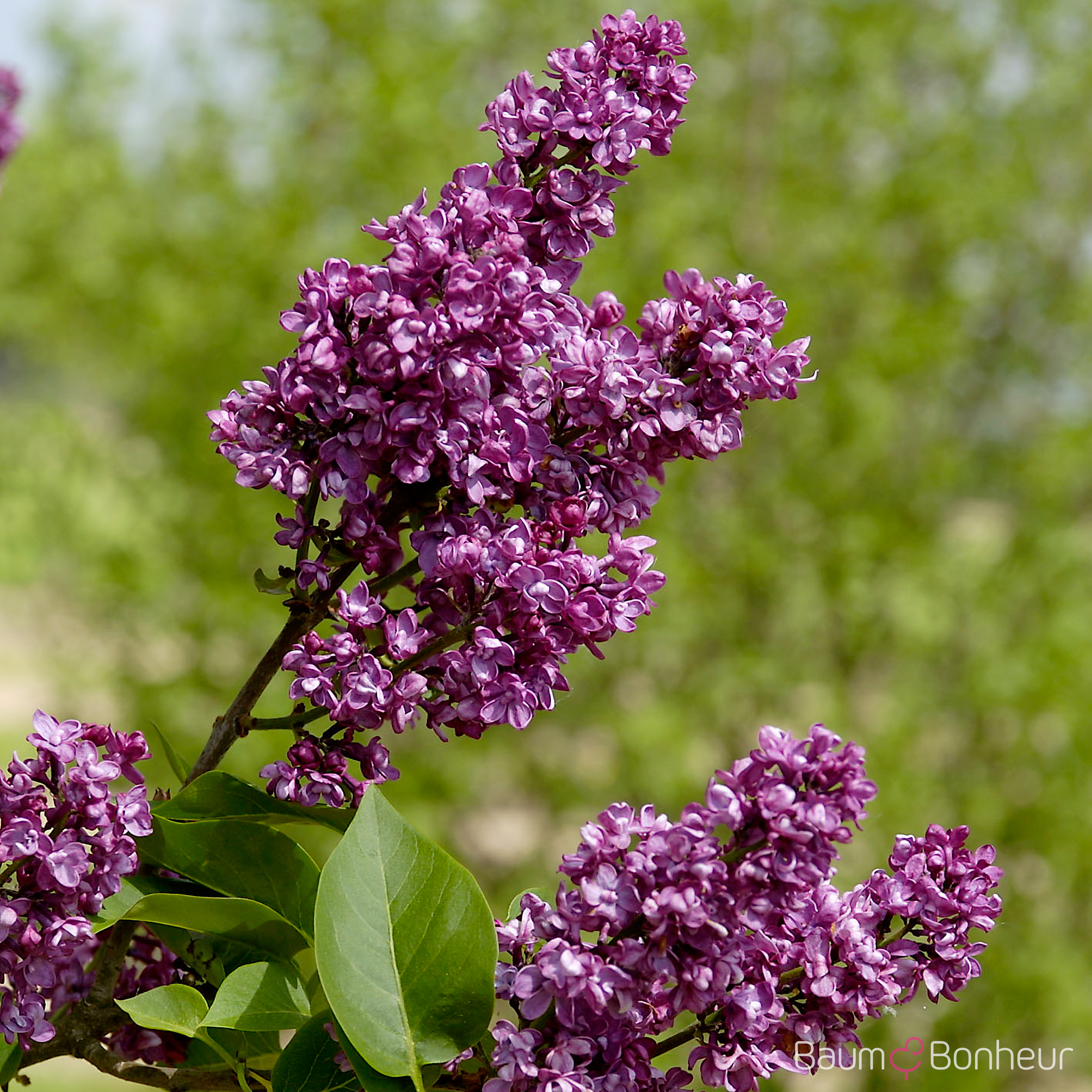 Syringa vulgaris 'Charles Joly'