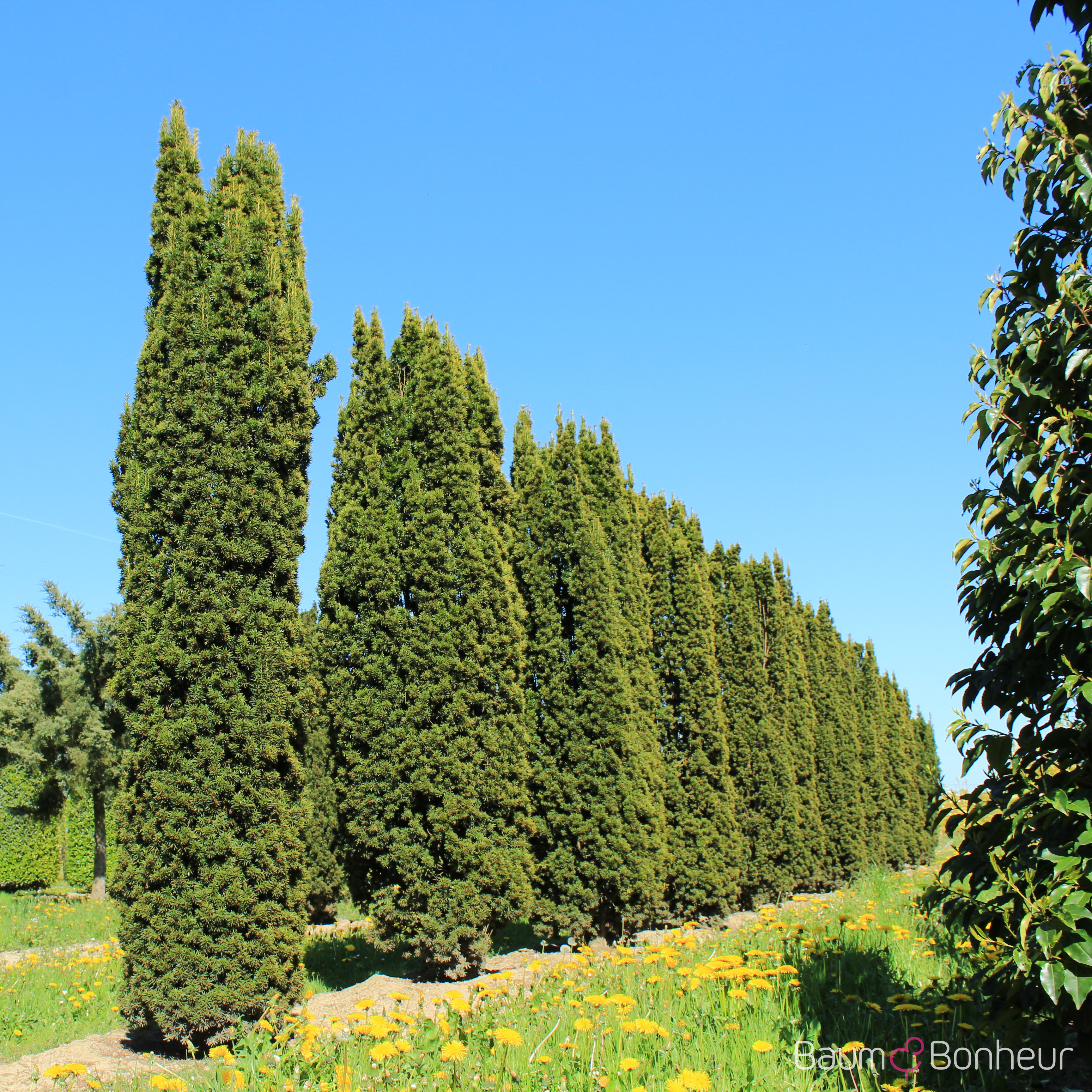 Taxus baccata 'Fastigiata'