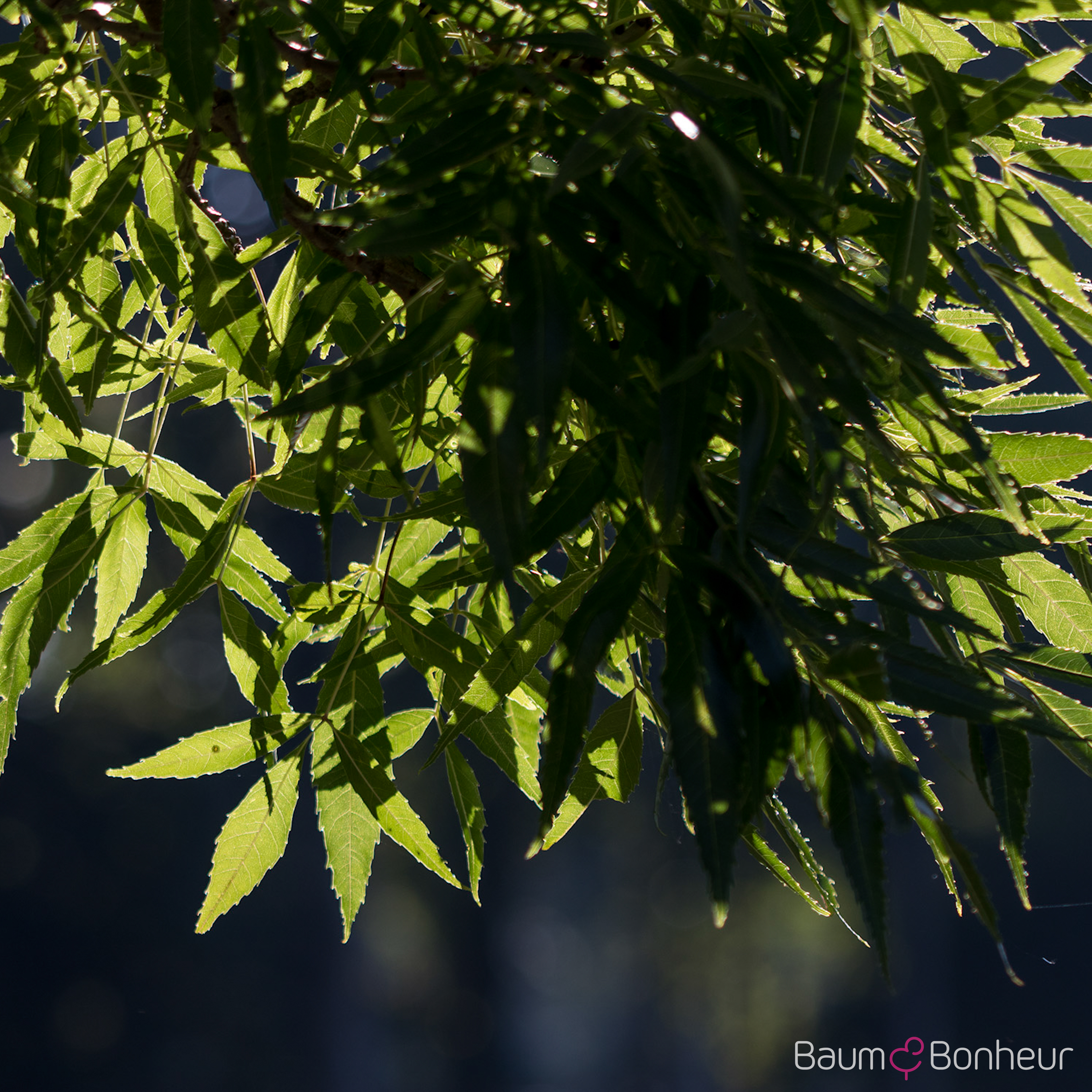 Fraxinus angustifolia 'Raywood'