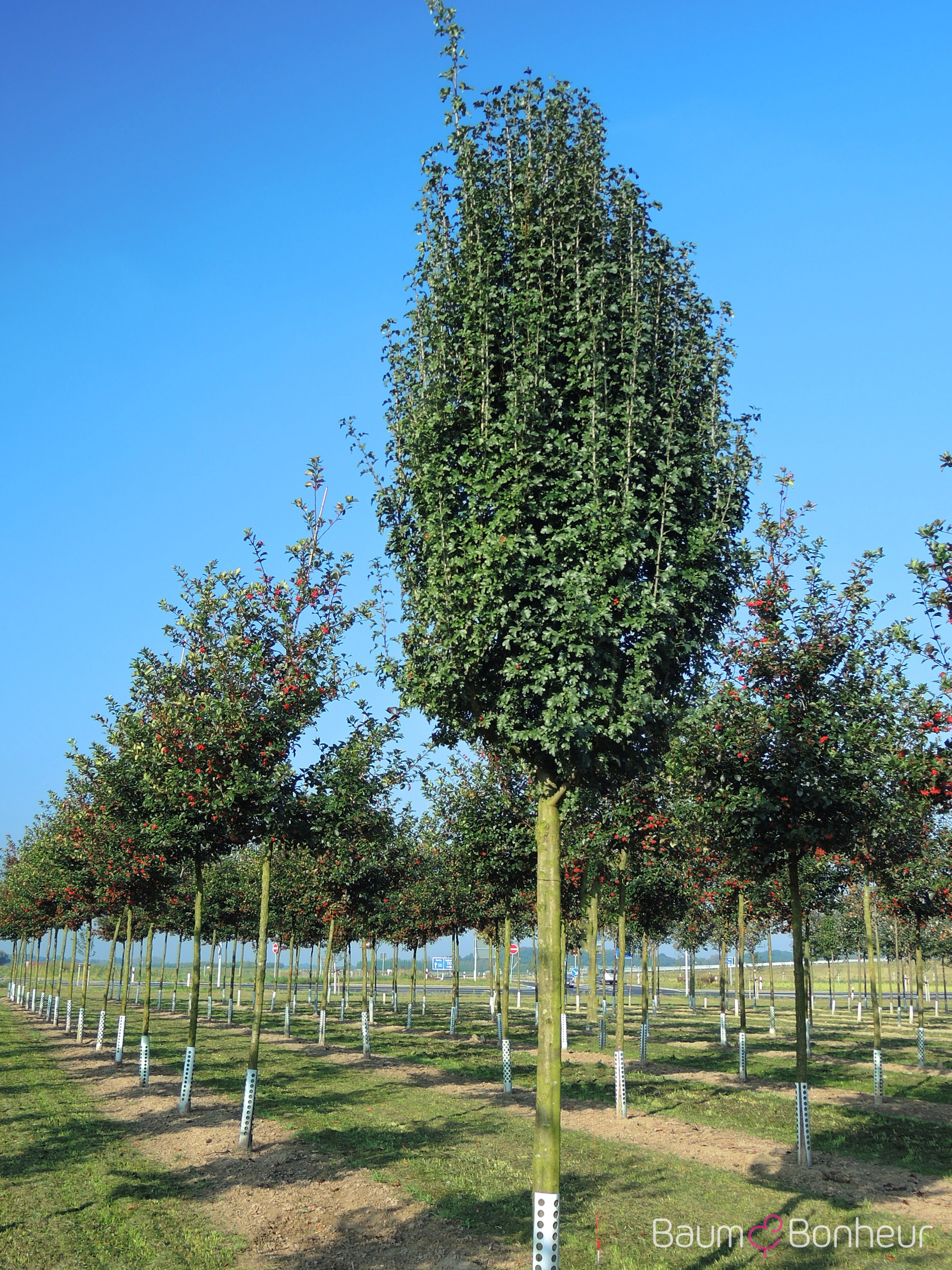 Crataegus monogyna 'Stricta'