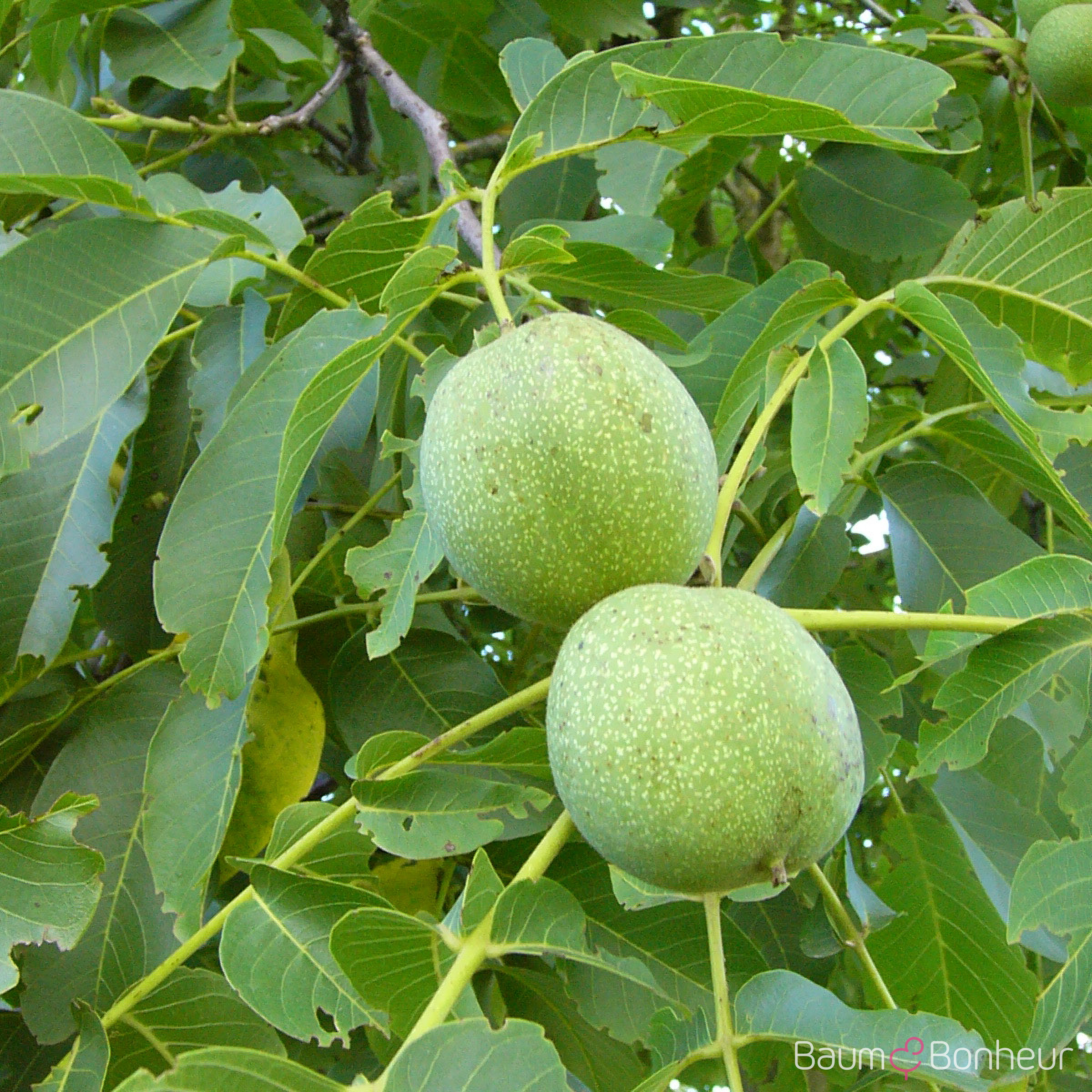 Juglans regia