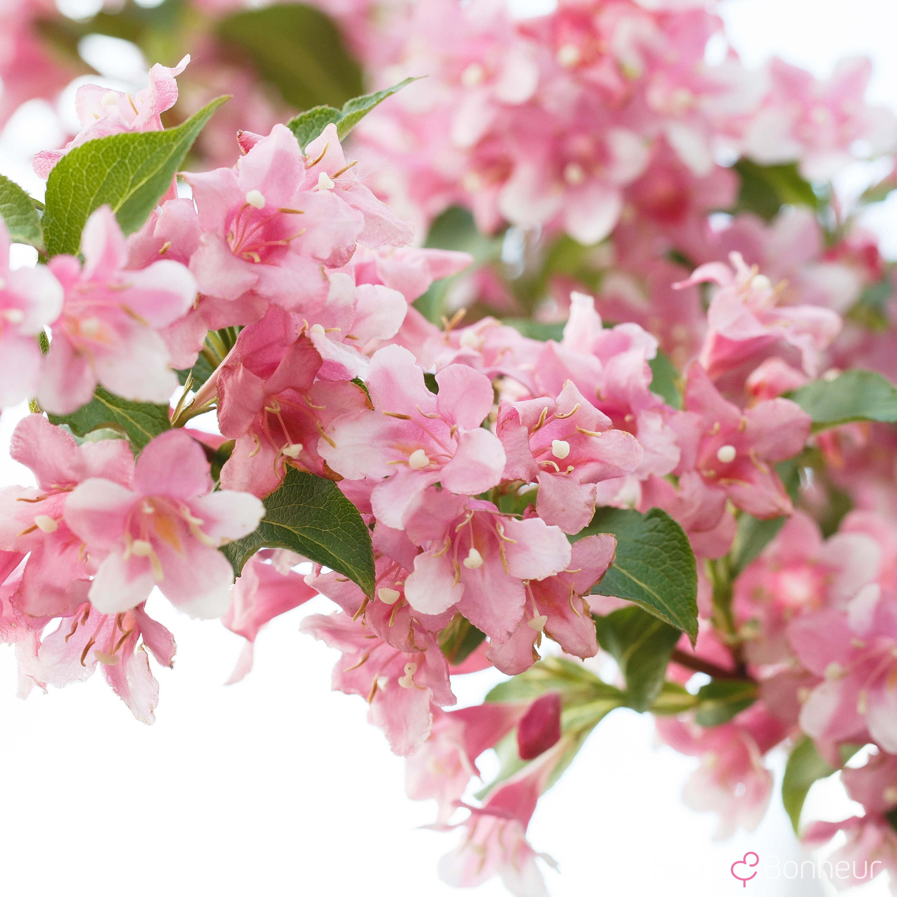 Weigela florida