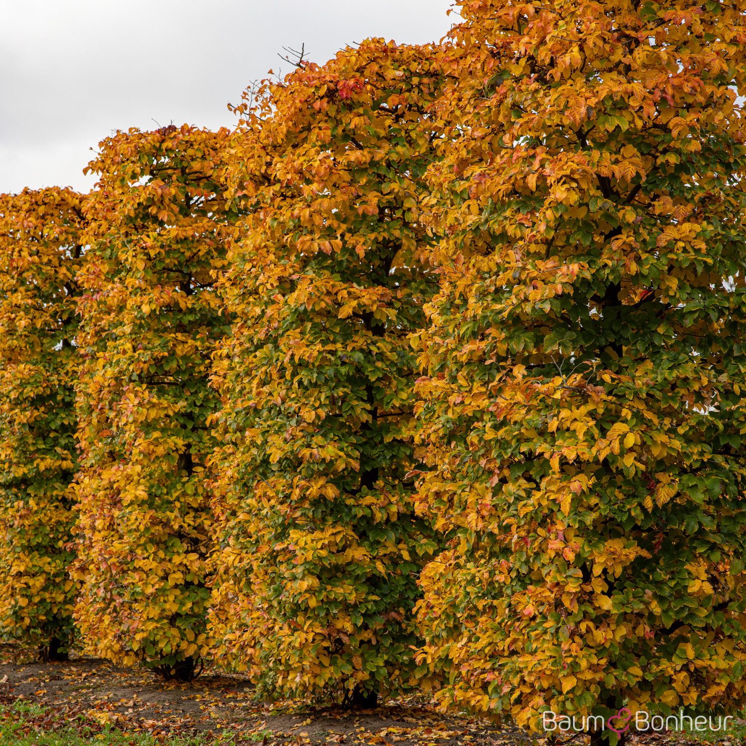 Parrotia persica