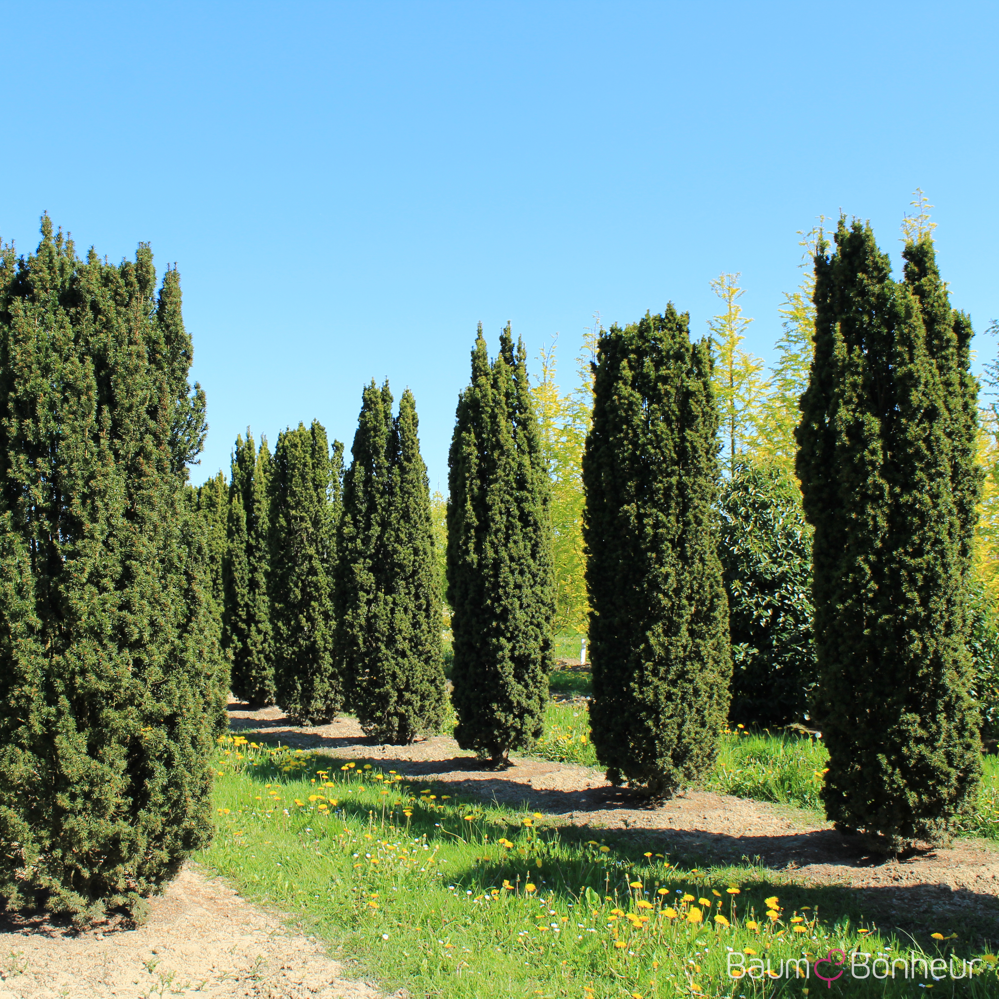 Taxus baccata 'Fastigiata'